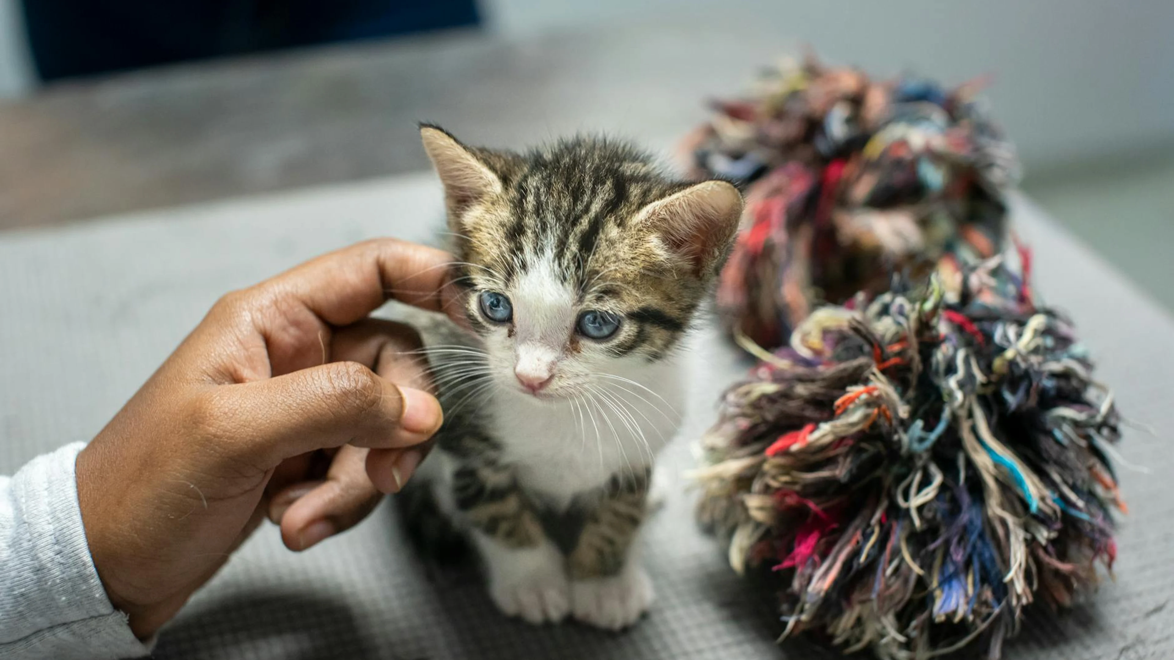 Charming portrait of a kitten being petted at a shelter in Trinidad, showcasing - free 4K Ultra HD animals wallpaper for desktop