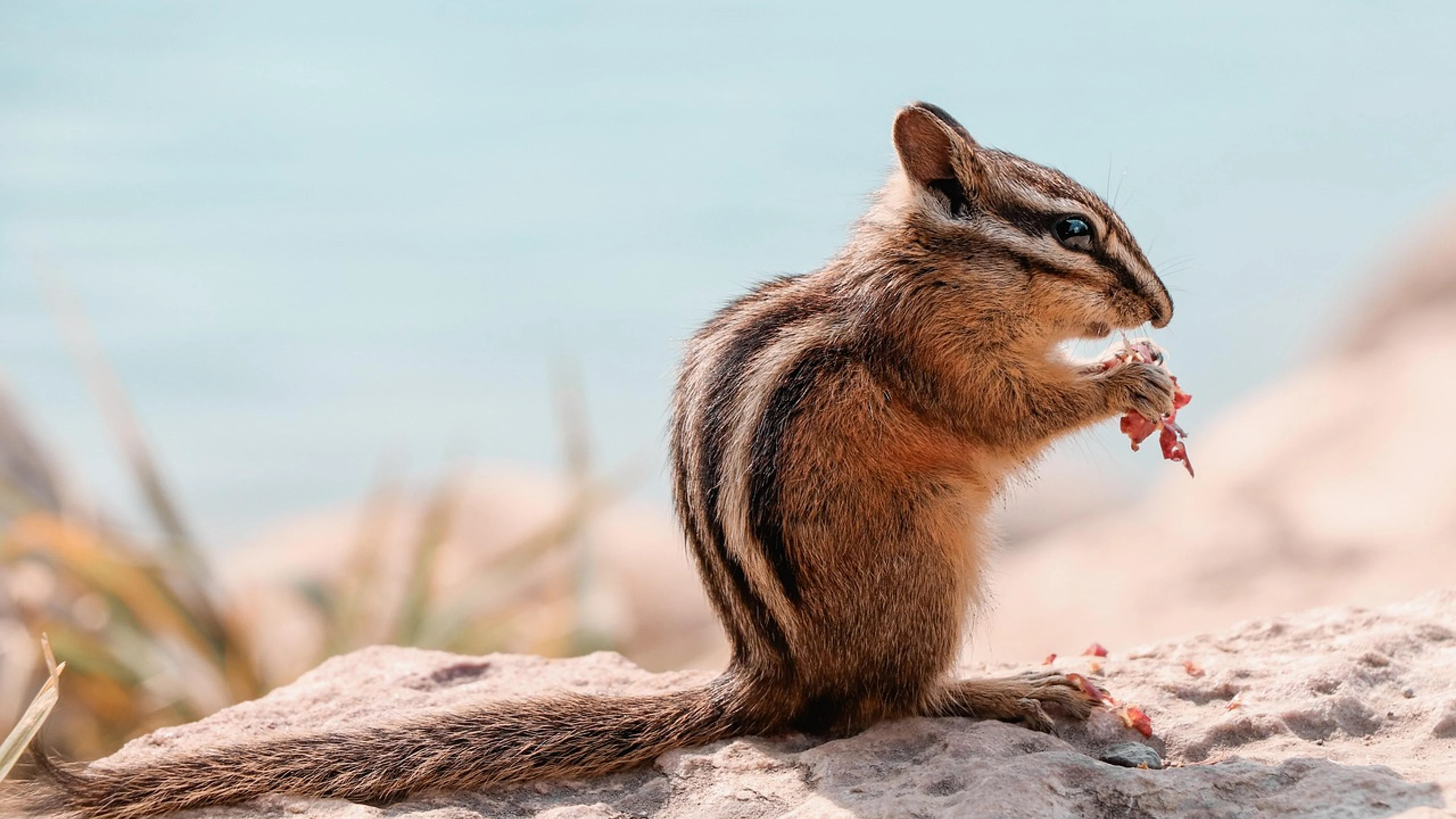 Chipmunk rodent foraging - free 4K Ultra HD animals wallpaper for desktop