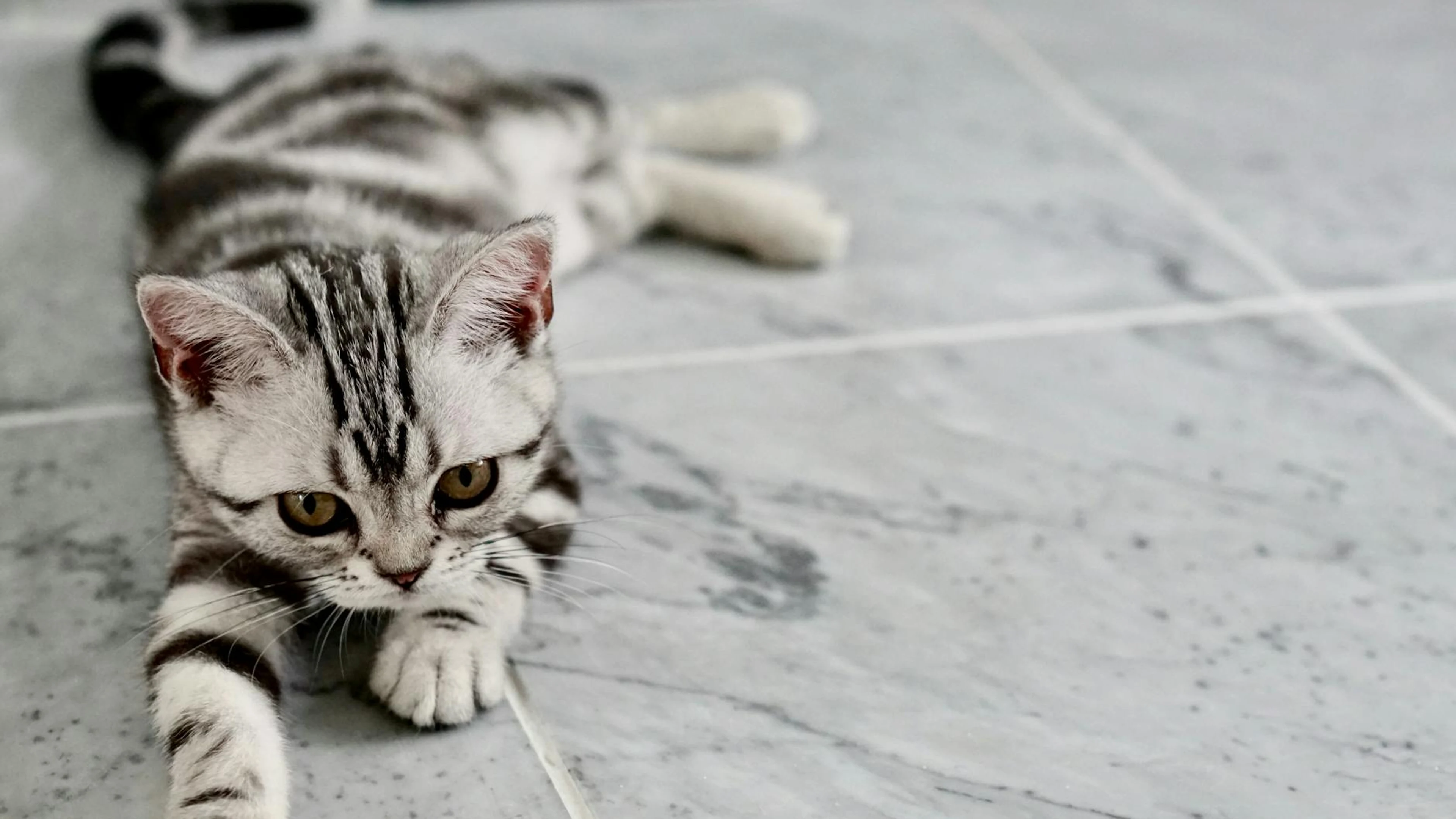 Close-up of a cute tabby kitten playfully stretched on a marble floor. - free 4K Ultra HD animals wallpaper for desktop