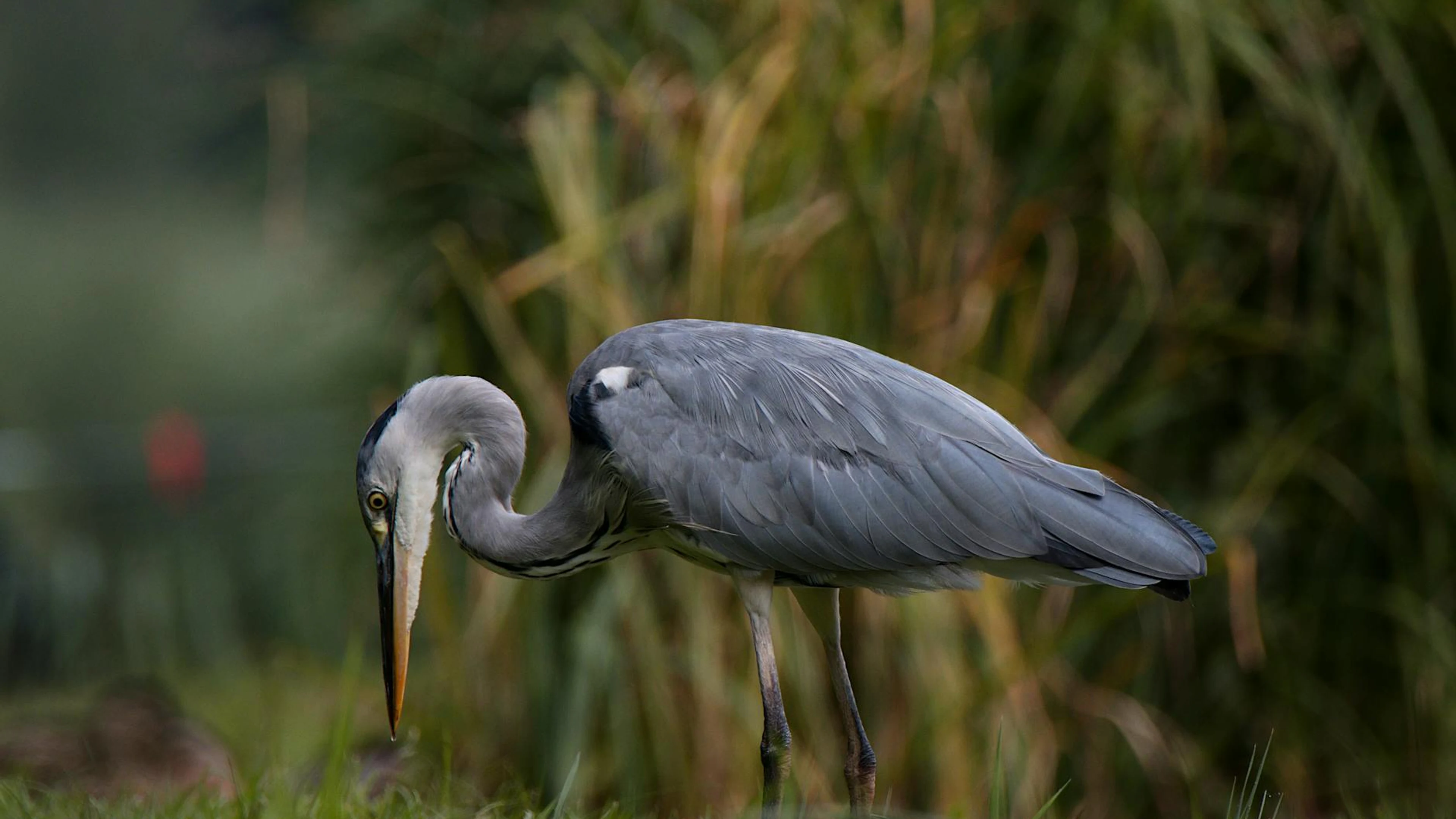 Close-up of a grey heron amidst lush greenery in Tárnok, perfect for wildlife ph - free 4K Ultra HD animals wallpaper for desktop