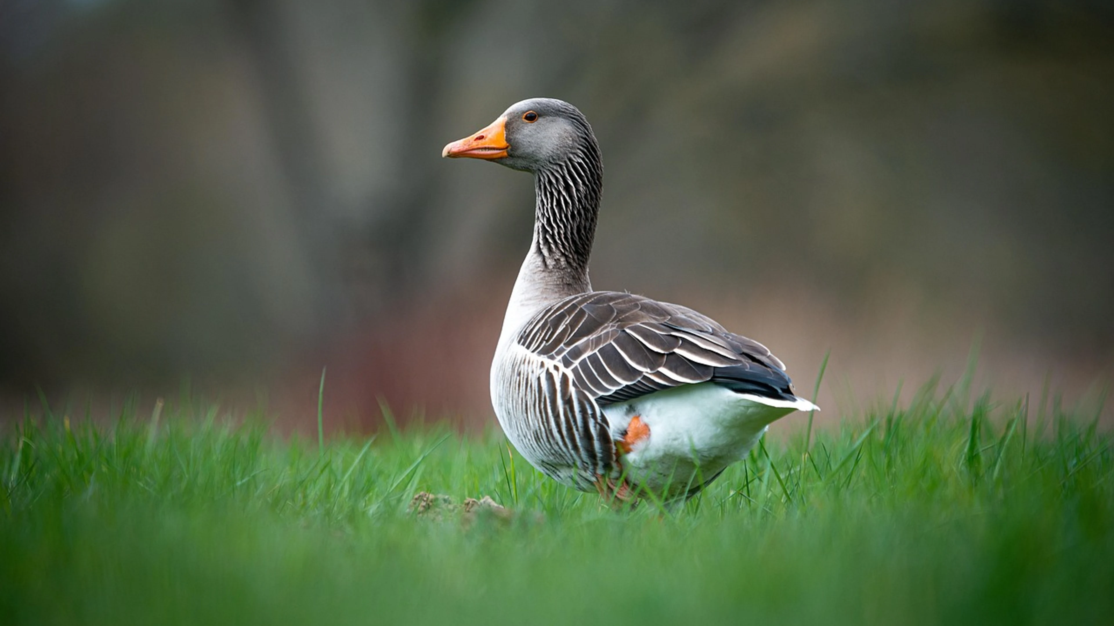 Duck bird grass - free 4K Ultra HD animals wallpaper for desktop