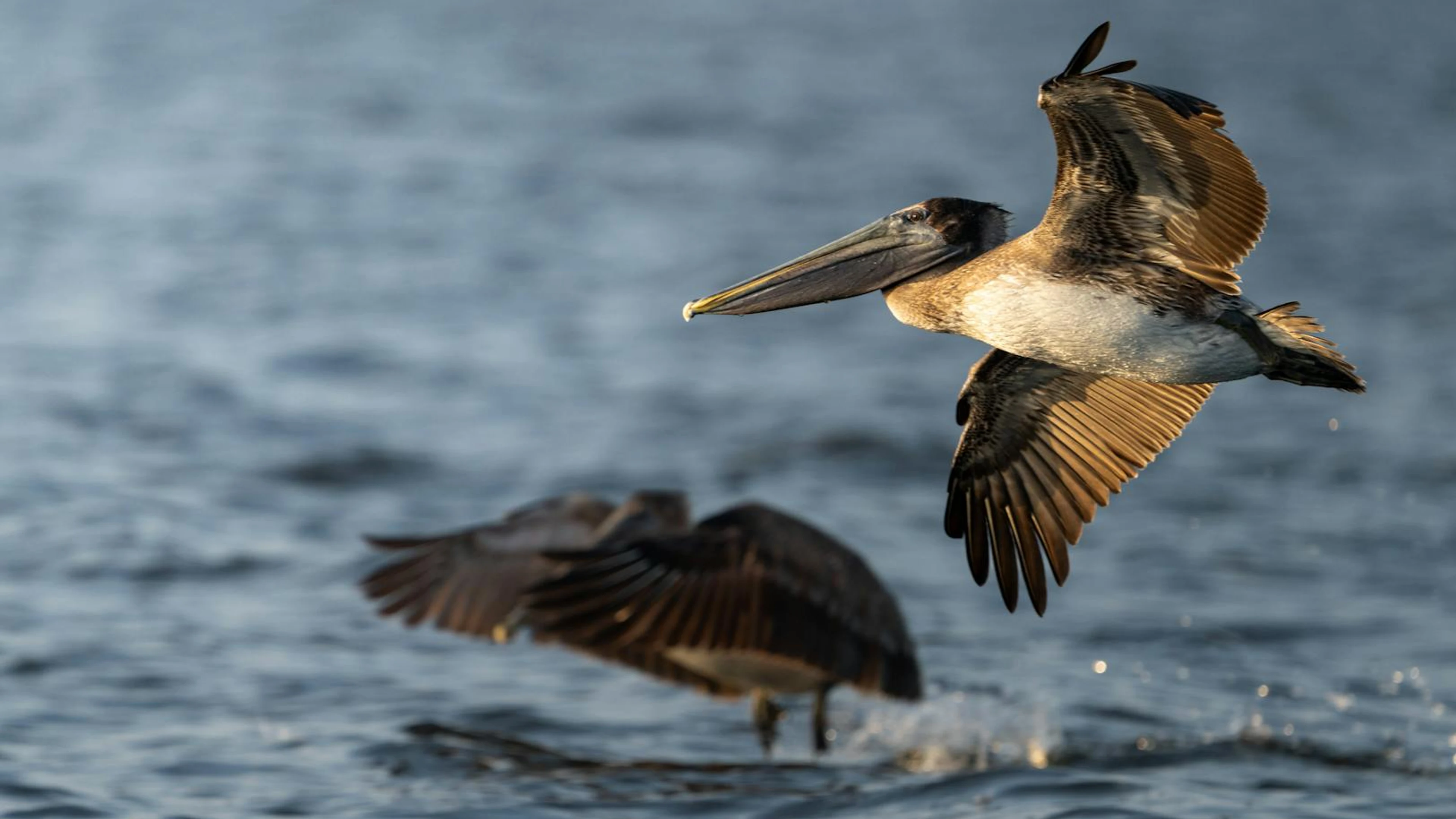 Dynamic capture of Brown Pelicans flying low over the ocean, displaying their gr - free 4K Ultra HD animals wallpaper for desktop