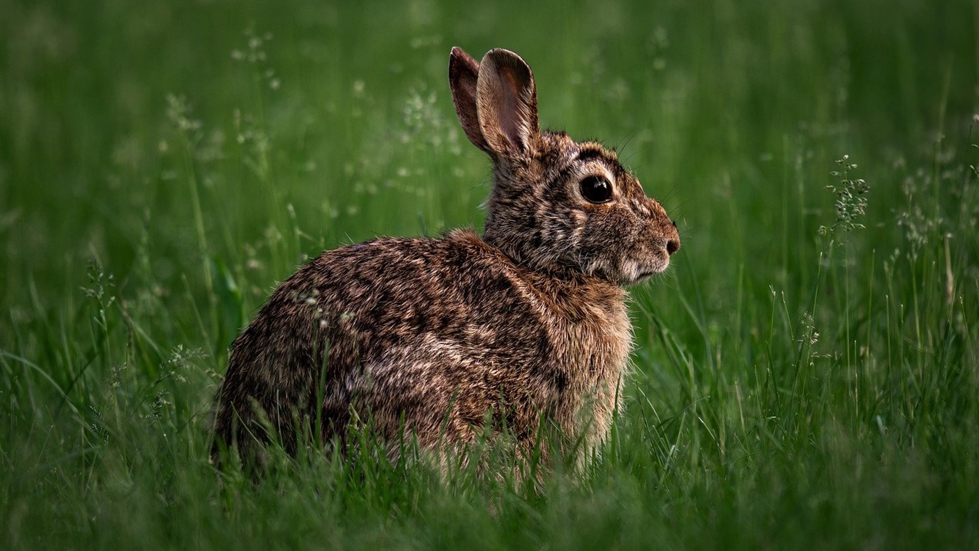 Eastern cottontail wild rabbit brown rabbit - free 4K Ultra HD animals wallpaper for desktop