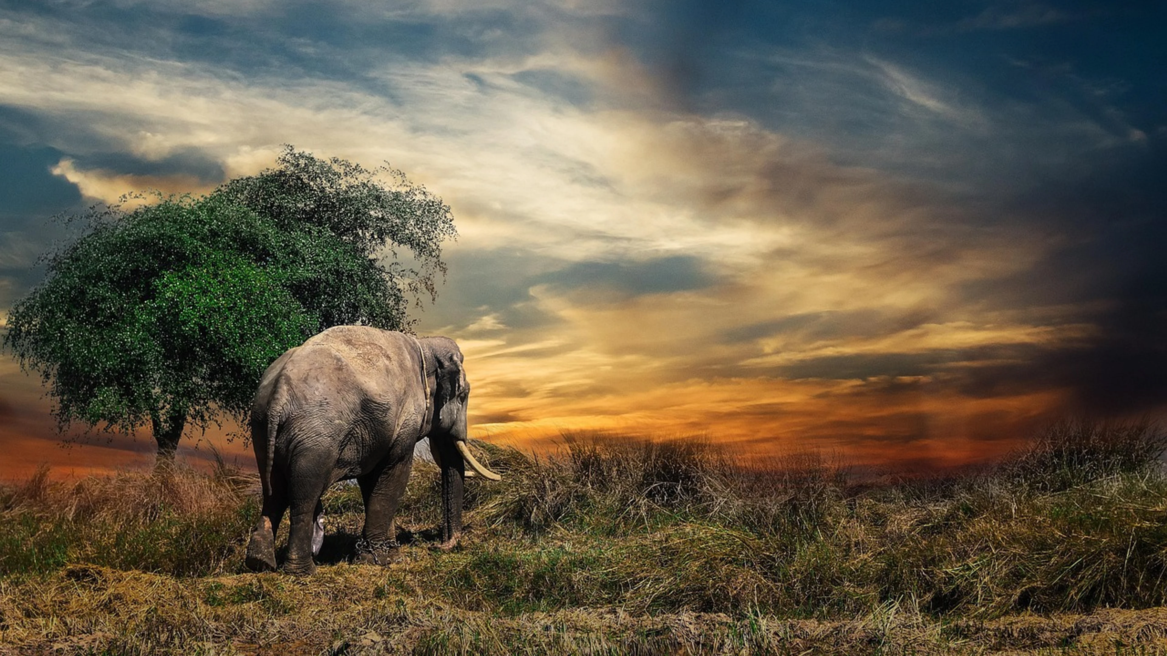Elephant safari tusks - free 4K Ultra HD animals wallpaper for desktop