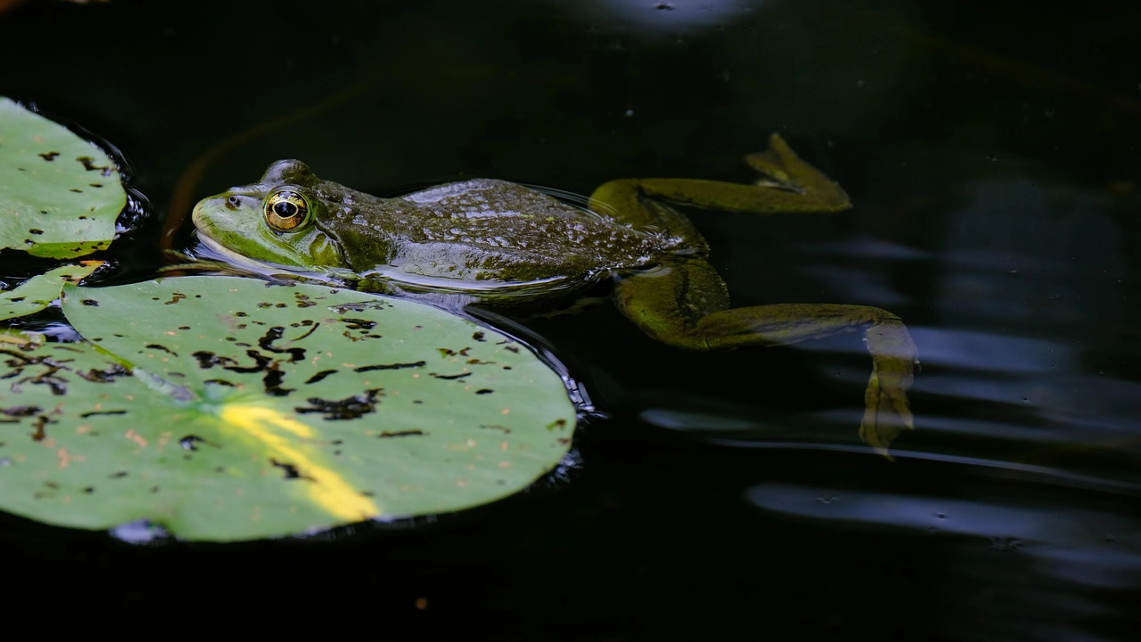 Frog pond nature - free 4K Ultra HD animals wallpaper for desktop