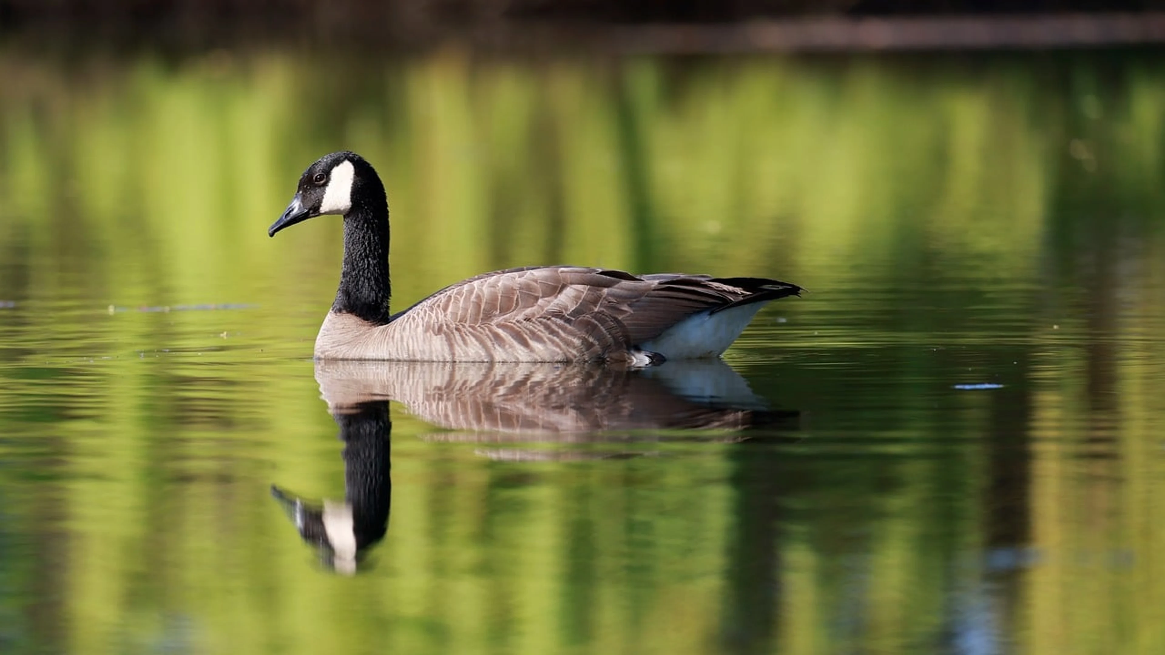 Goose bird animal - free 4K Ultra HD animals wallpaper for desktop