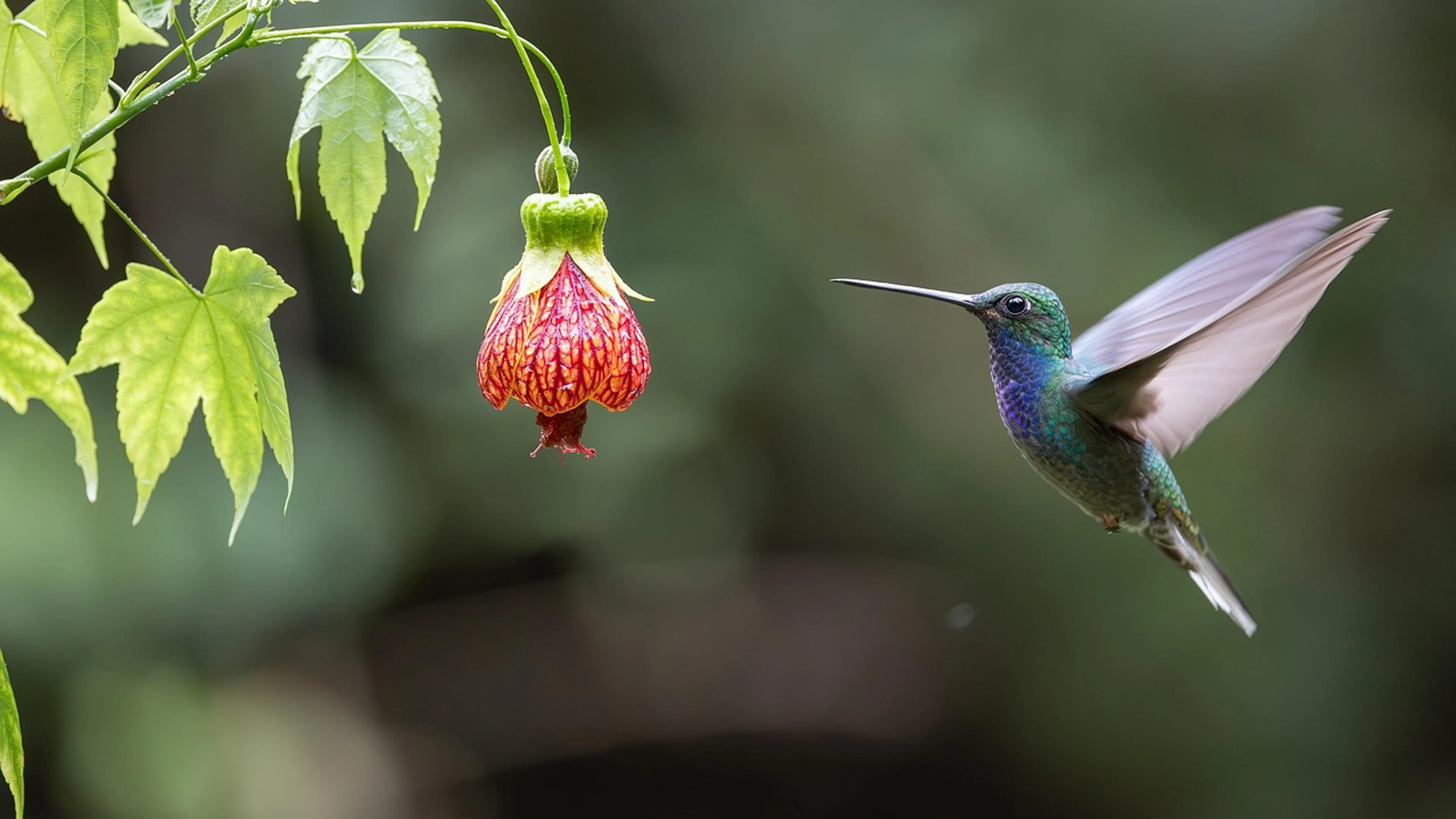 Hummingbird bird animal - free 4K Ultra HD animals wallpaper for desktop
