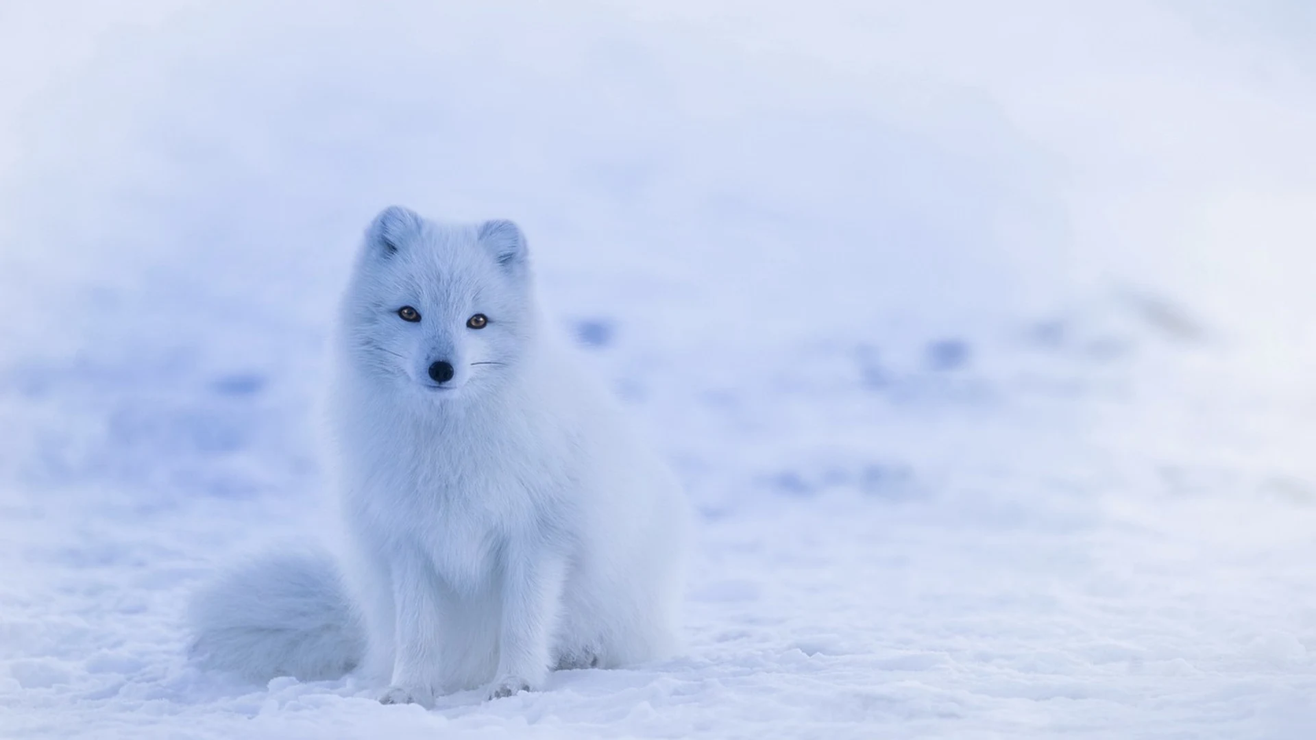 Iceland arctic fox fox - free hd animals wallpaper for desktop