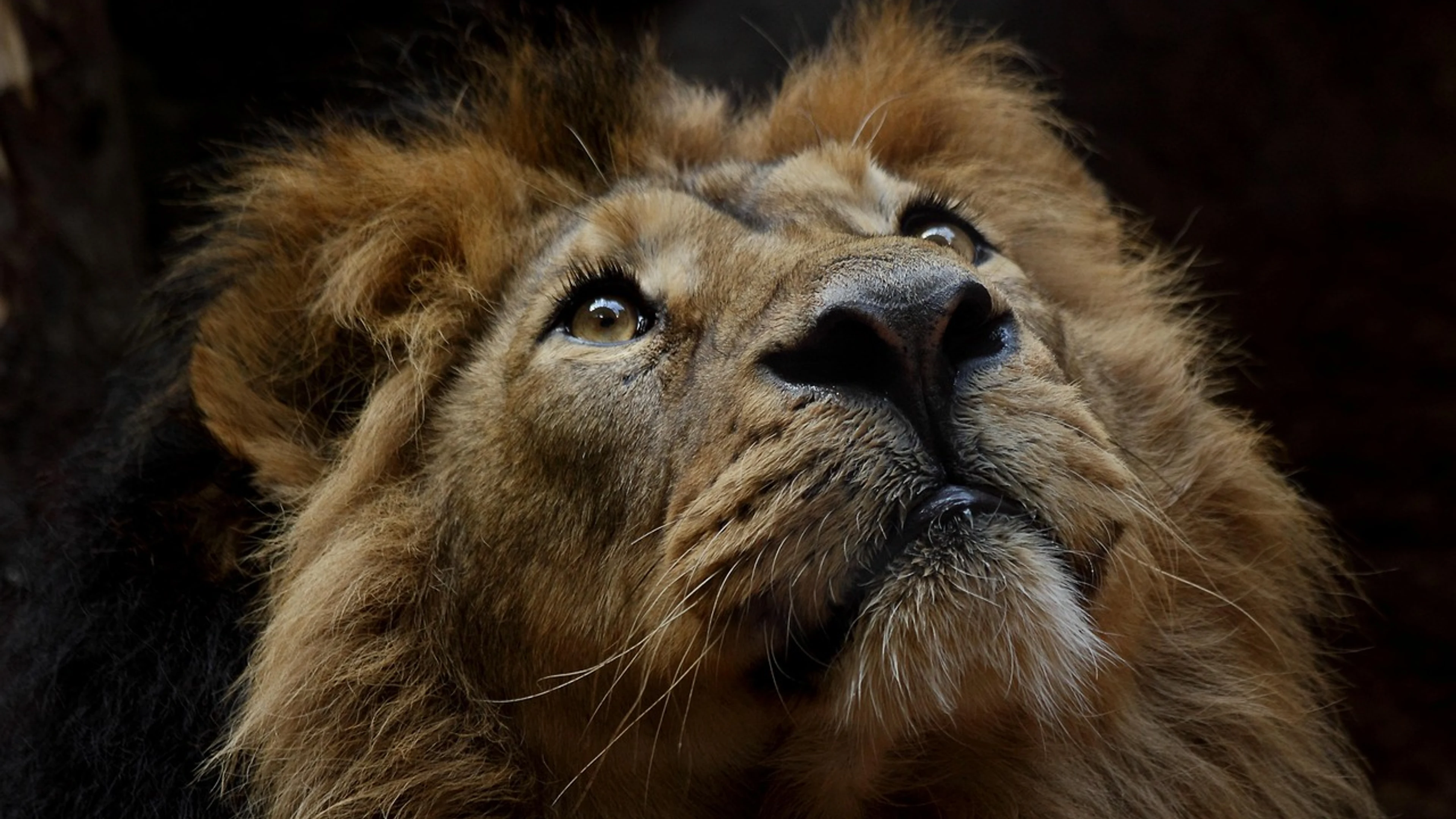 Lion animal mane - free 4K Ultra HD animals wallpaper for desktop