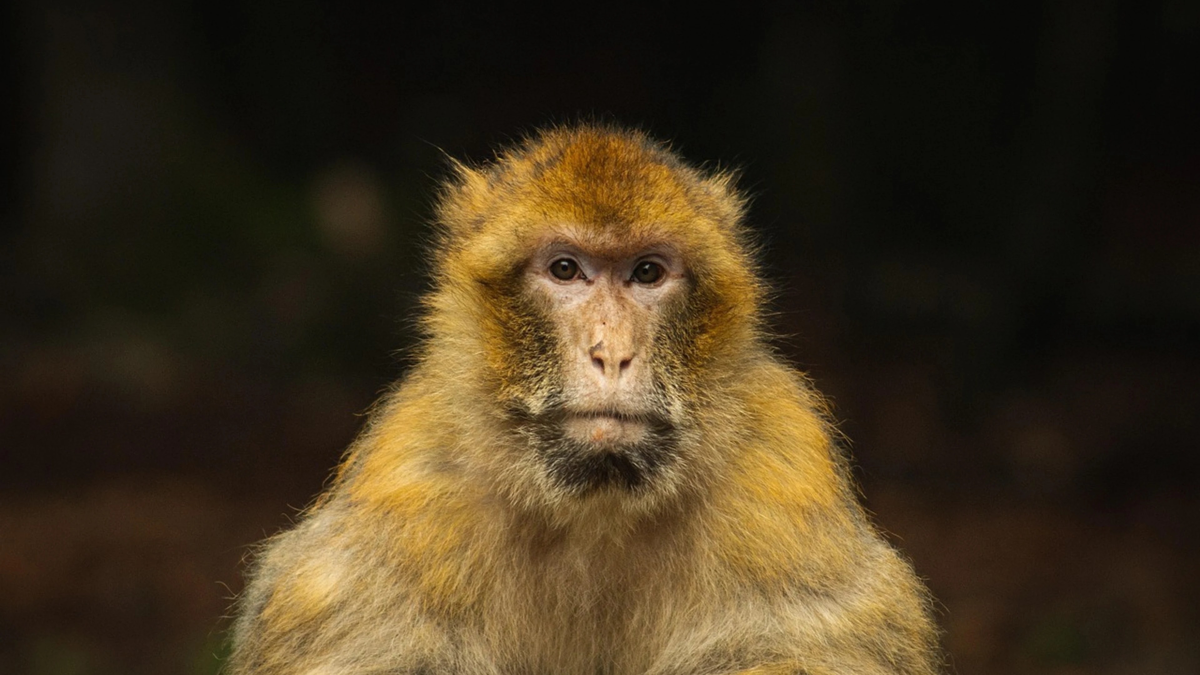 Monkey macaque primate - free 4K Ultra HD animals wallpaper for desktop