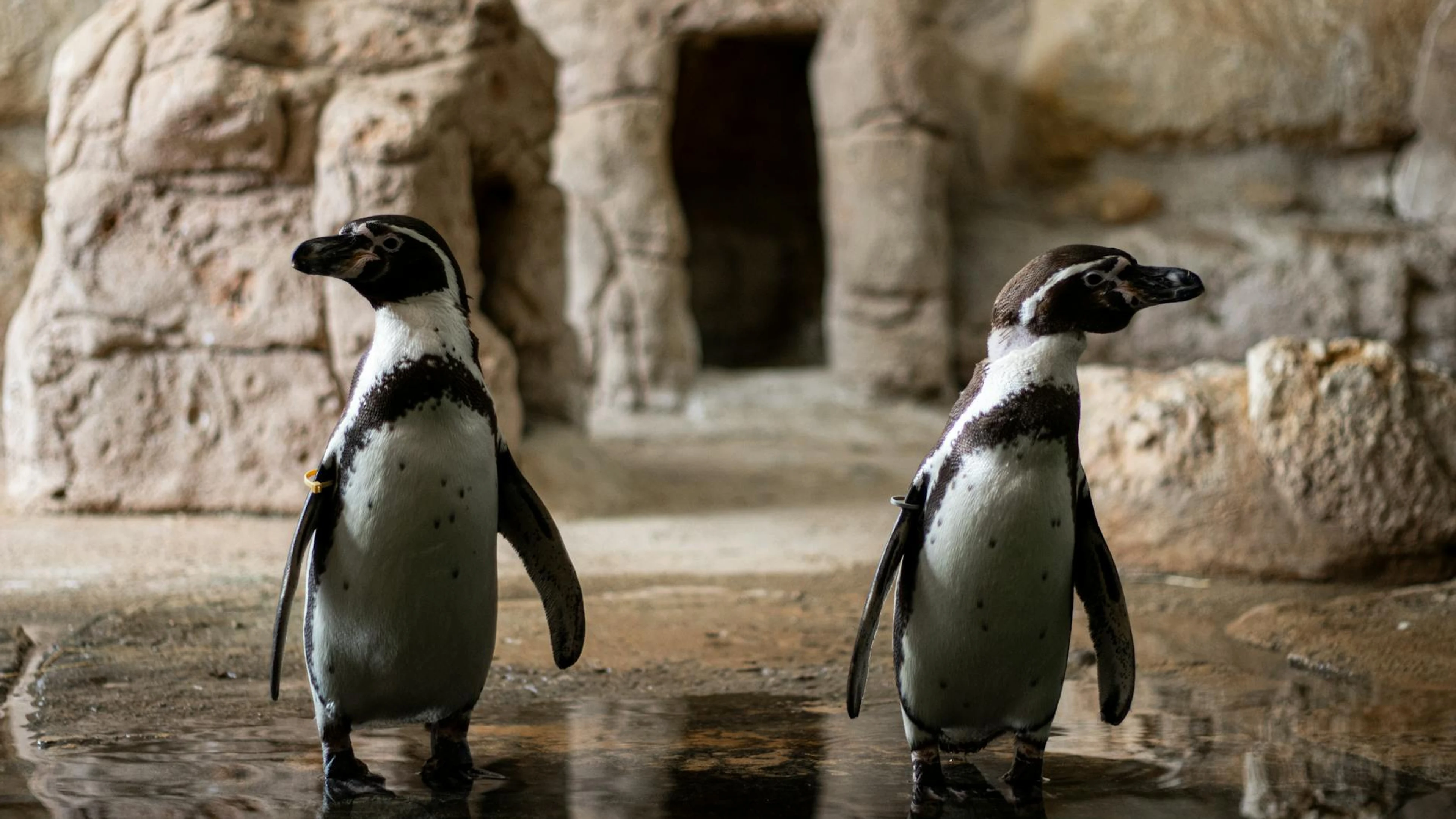 Pair of penguins standing by water in a rocky habitat. Calm, natural wildlife mo - free 4K Ultra HD animals wallpaper for desktop