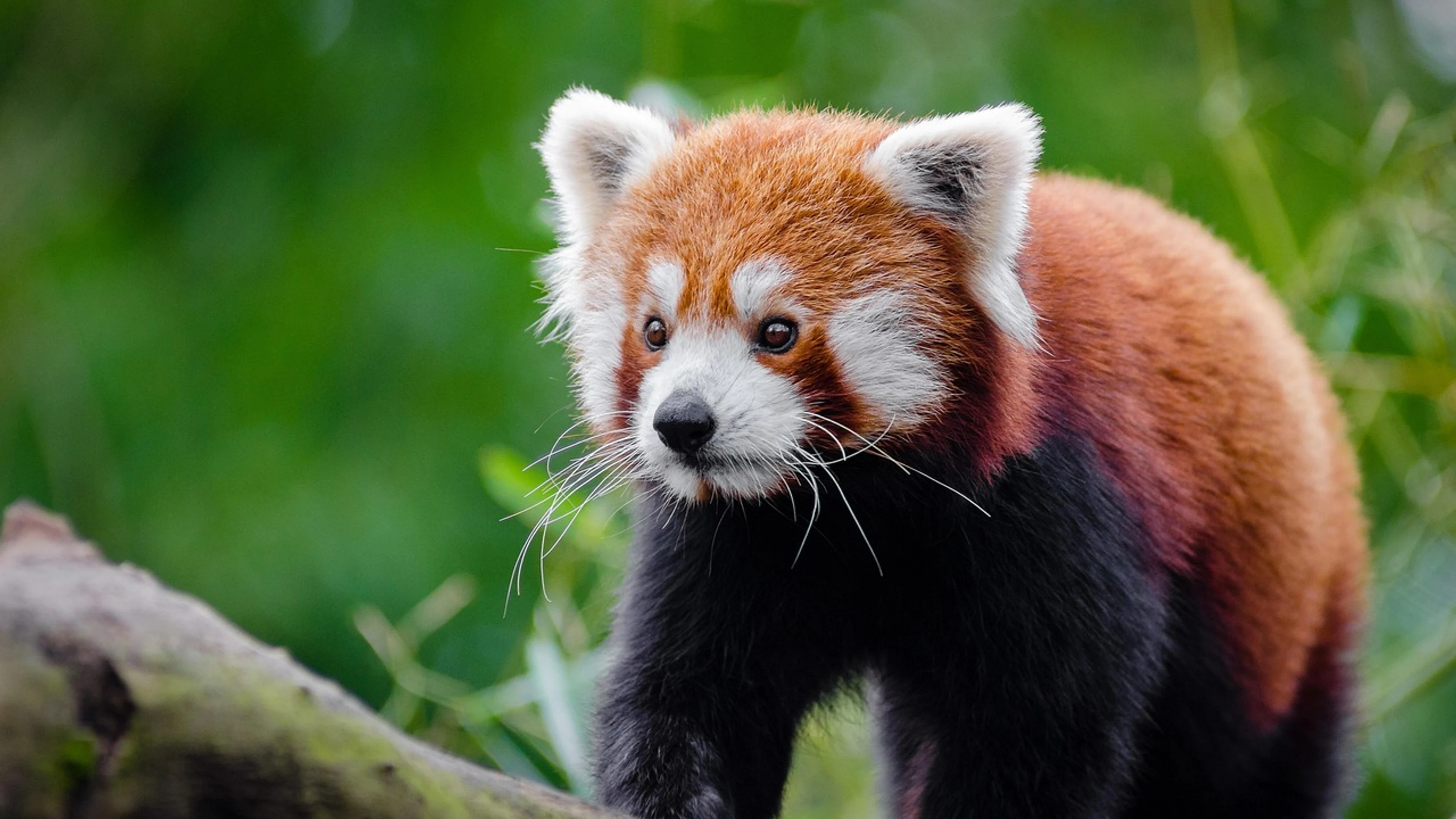 Red panda animal carnivore - free 4K Ultra HD animals wallpaper for desktop