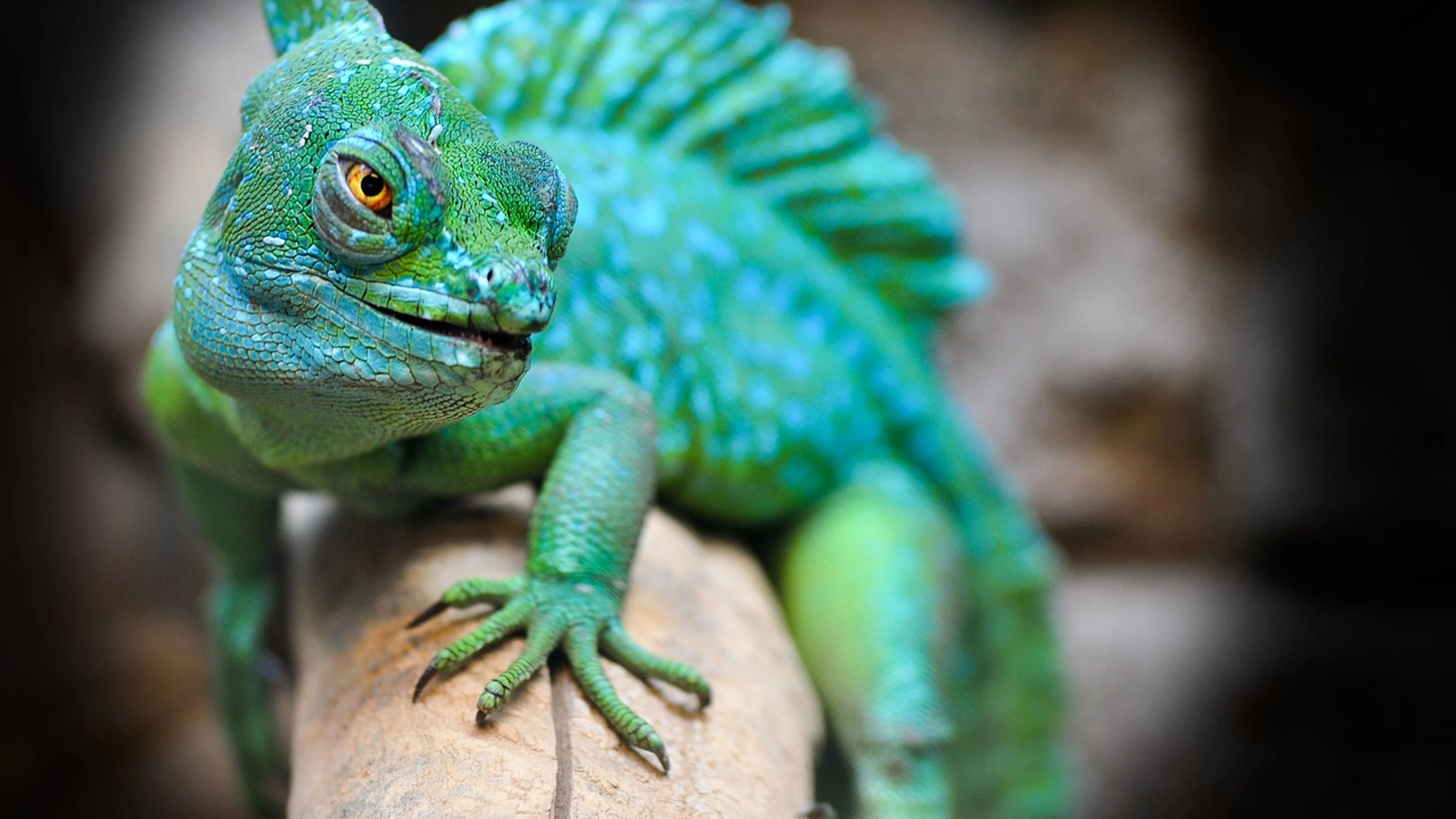 Reptile lizard green - free 4K Ultra HD animals wallpaper for desktop