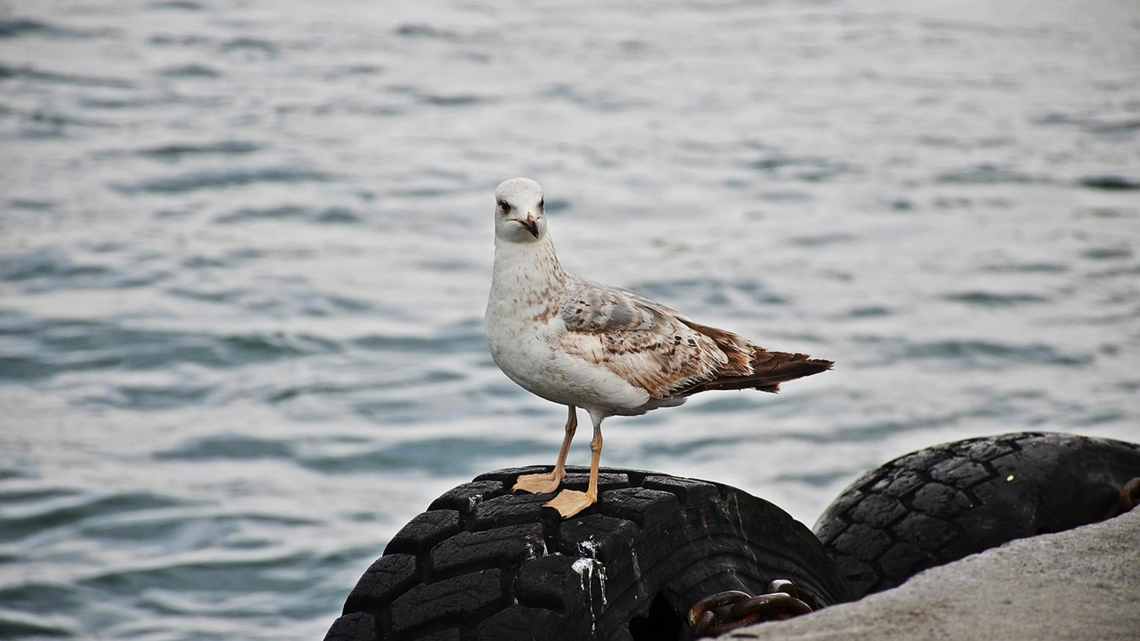 Seagull bird sea - free 4K Ultra HD animals wallpaper for desktop