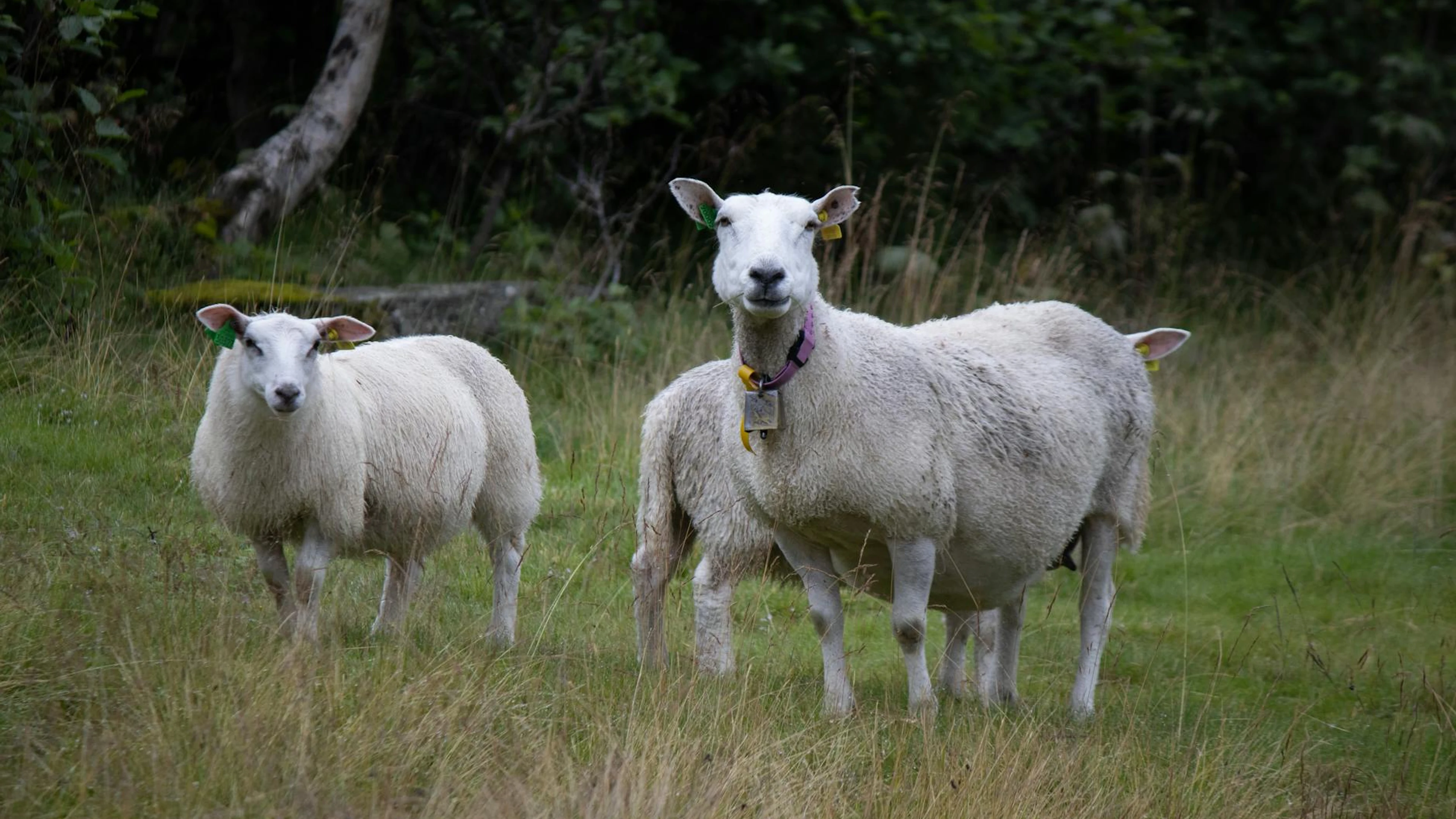 Sheep grazing peacefully in a lush green pasture on a farm. - free 4K Ultra HD animals wallpaper for desktop