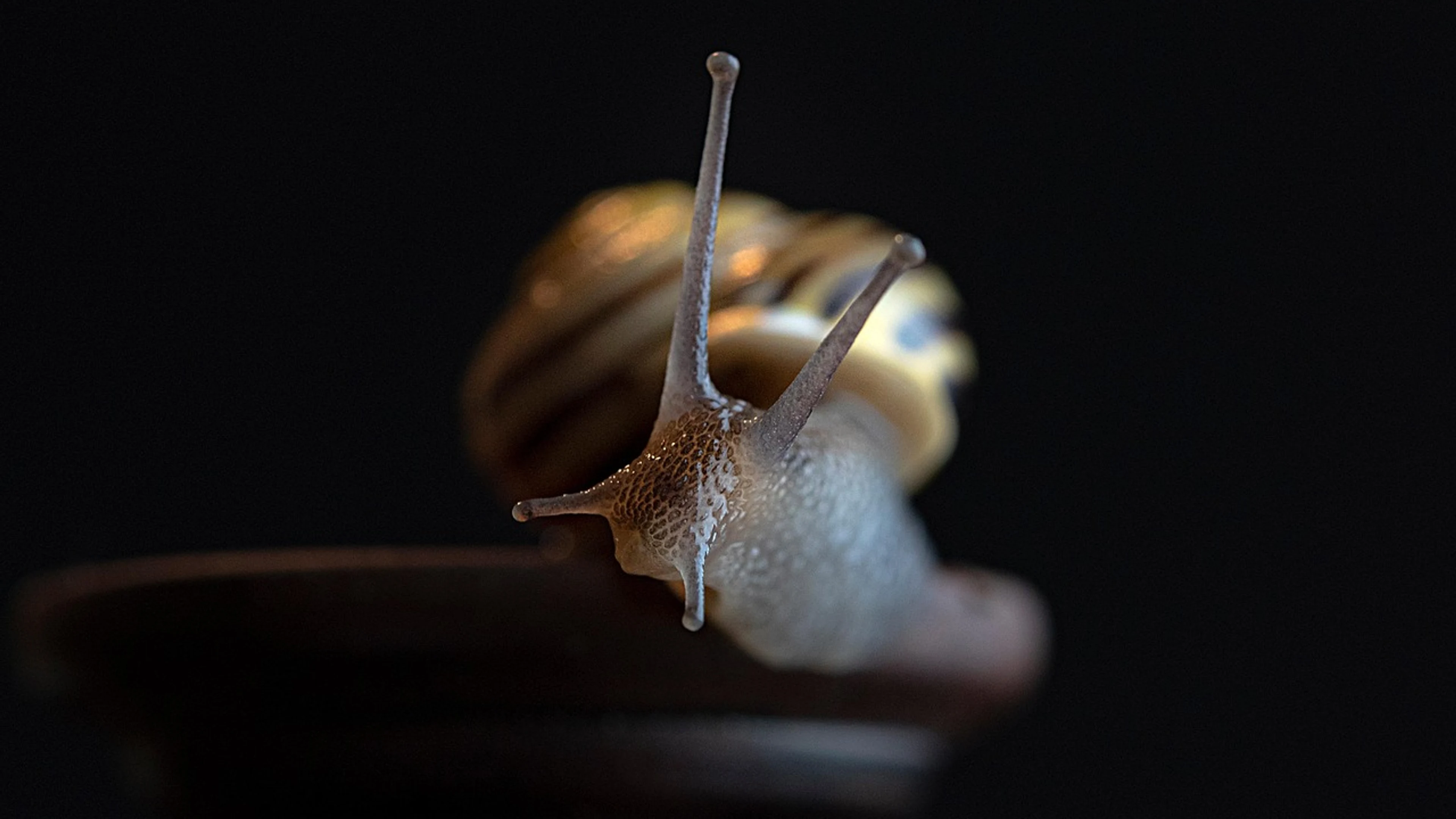 Snail mollusk nature - free 4K Ultra HD animals wallpaper for desktop