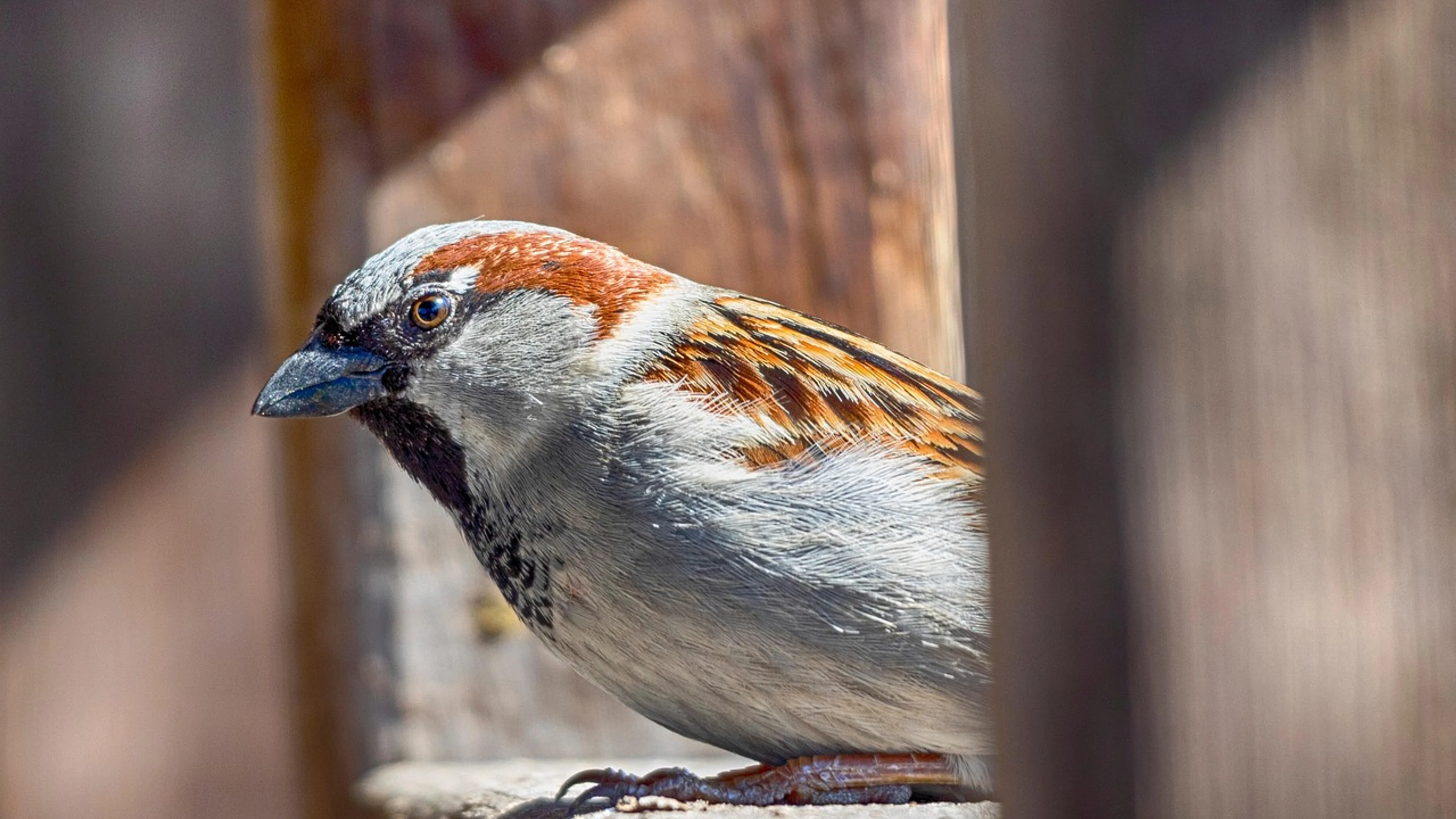 Sparrow bird animal - free 4K Ultra HD animals wallpaper for desktop