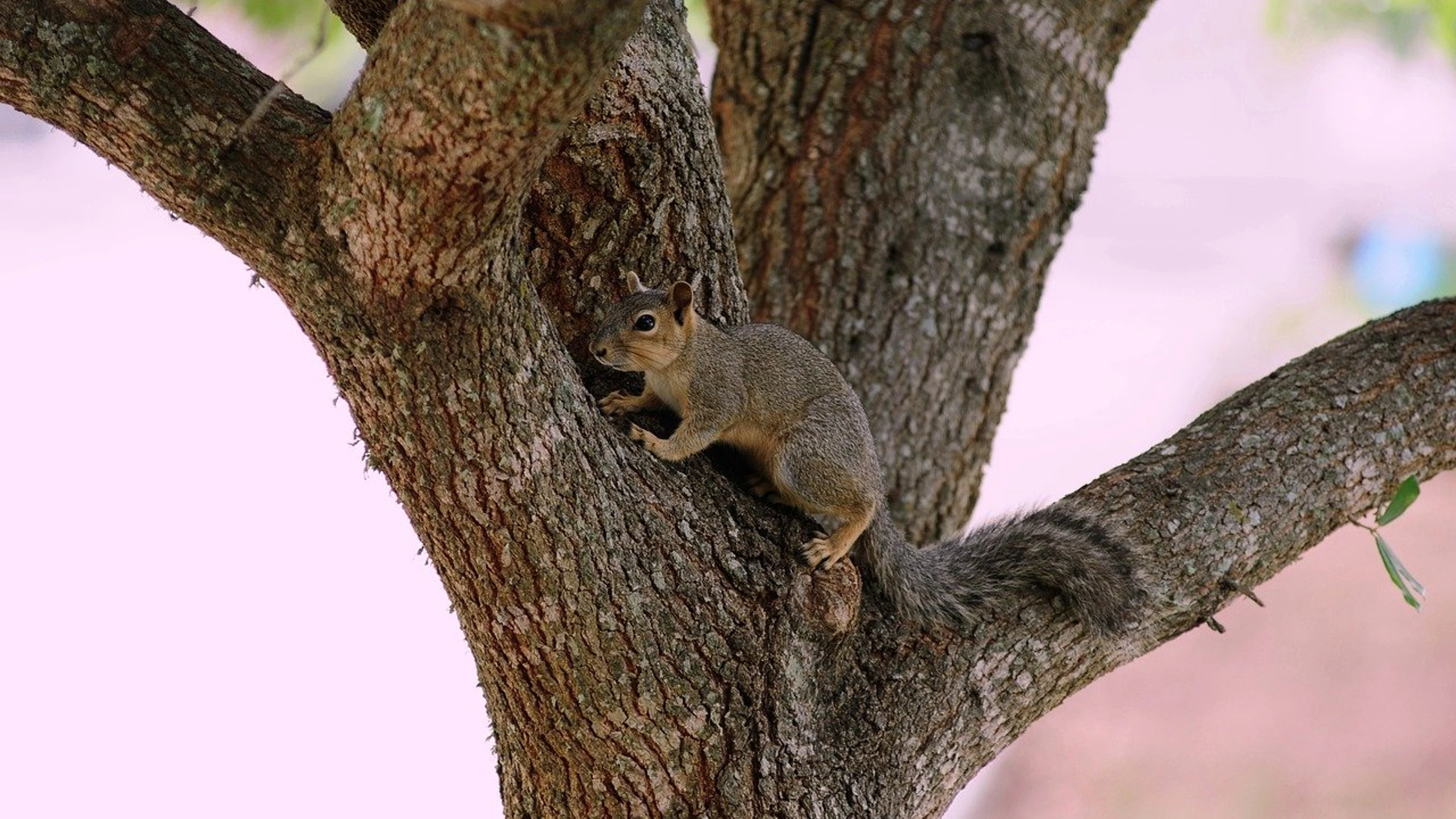 Squirrel animal nature - free 4K Ultra HD animals wallpaper for desktop