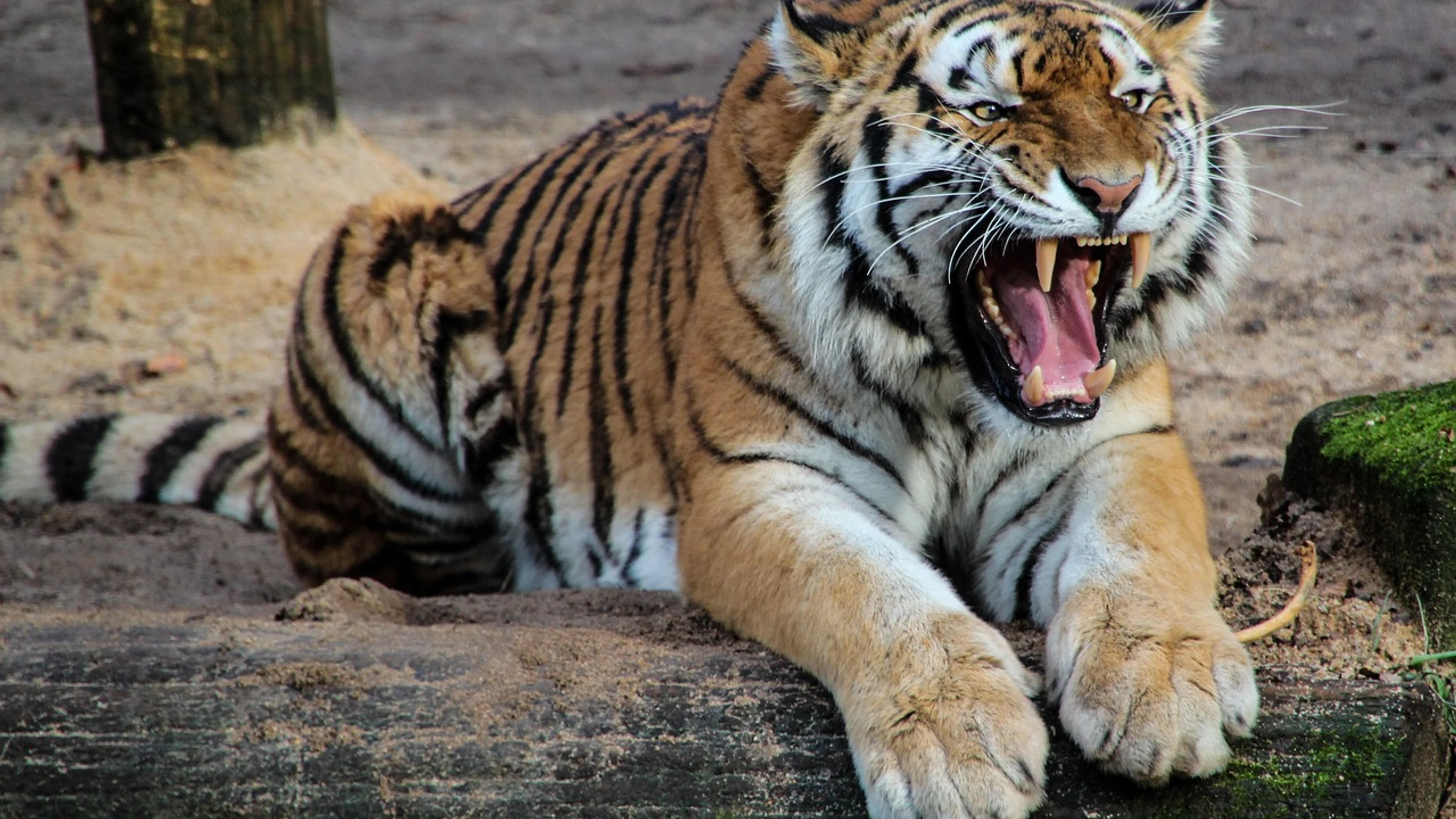 Tiger animal roar - free 4K Ultra HD animals wallpaper for desktop