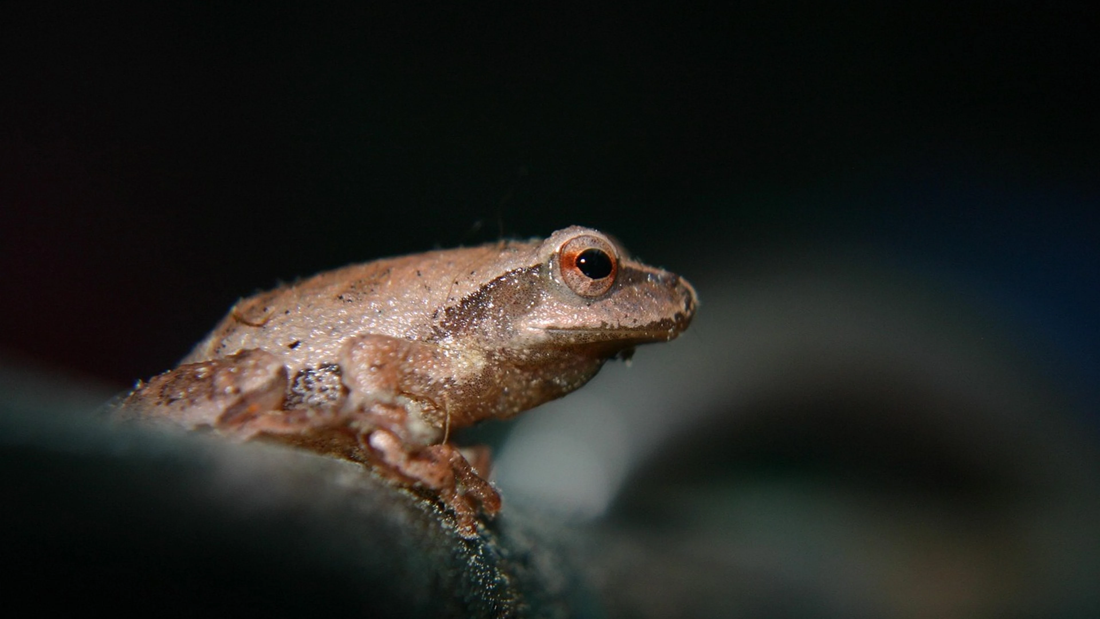 Tree frog frog amphibian - free 4K Ultra HD animals wallpaper for desktop