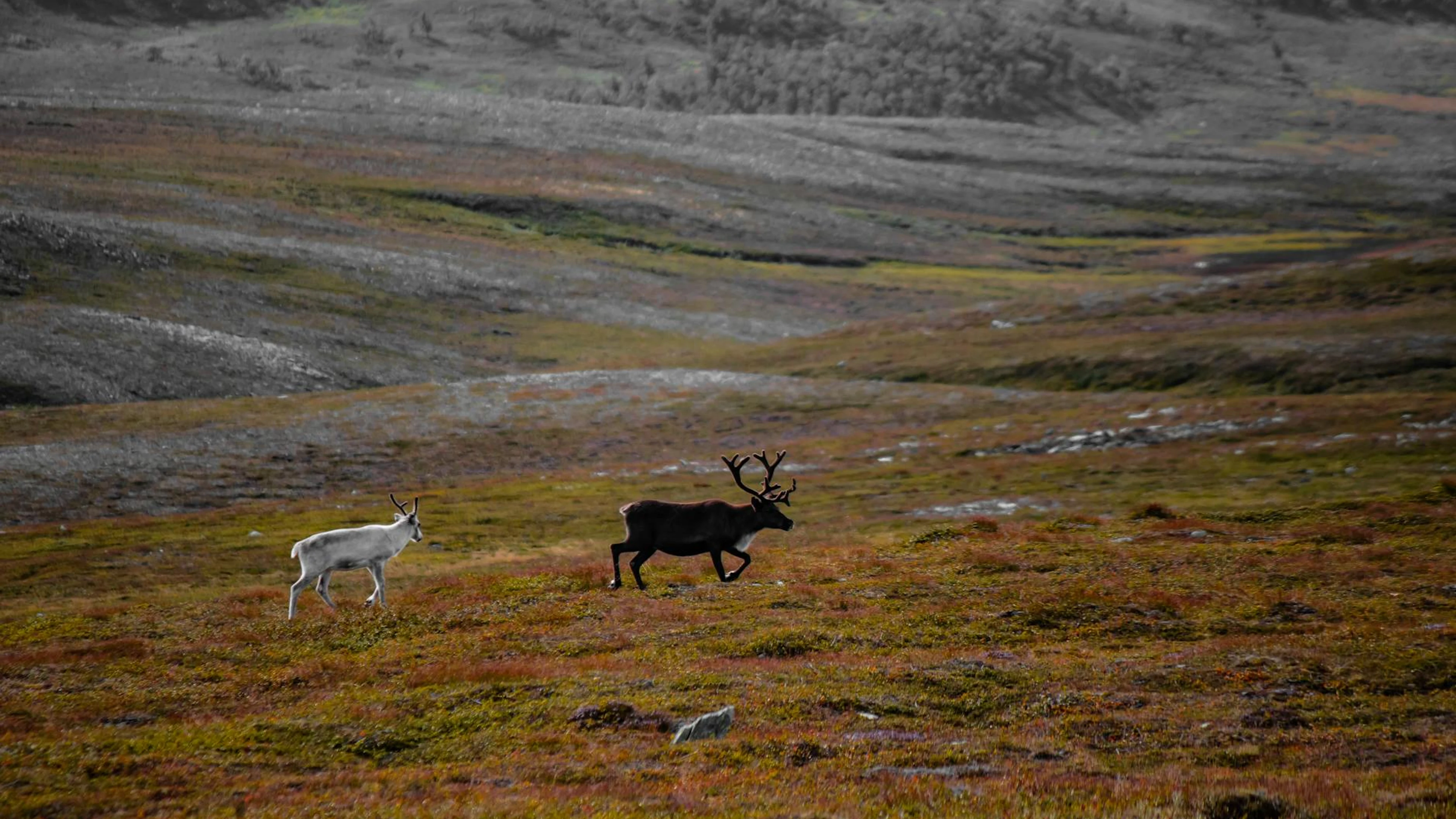 Two reindeer roam the vast tundra landscape during the autumn season, showcasing - free 4K Ultra HD animals wallpaper for desktop