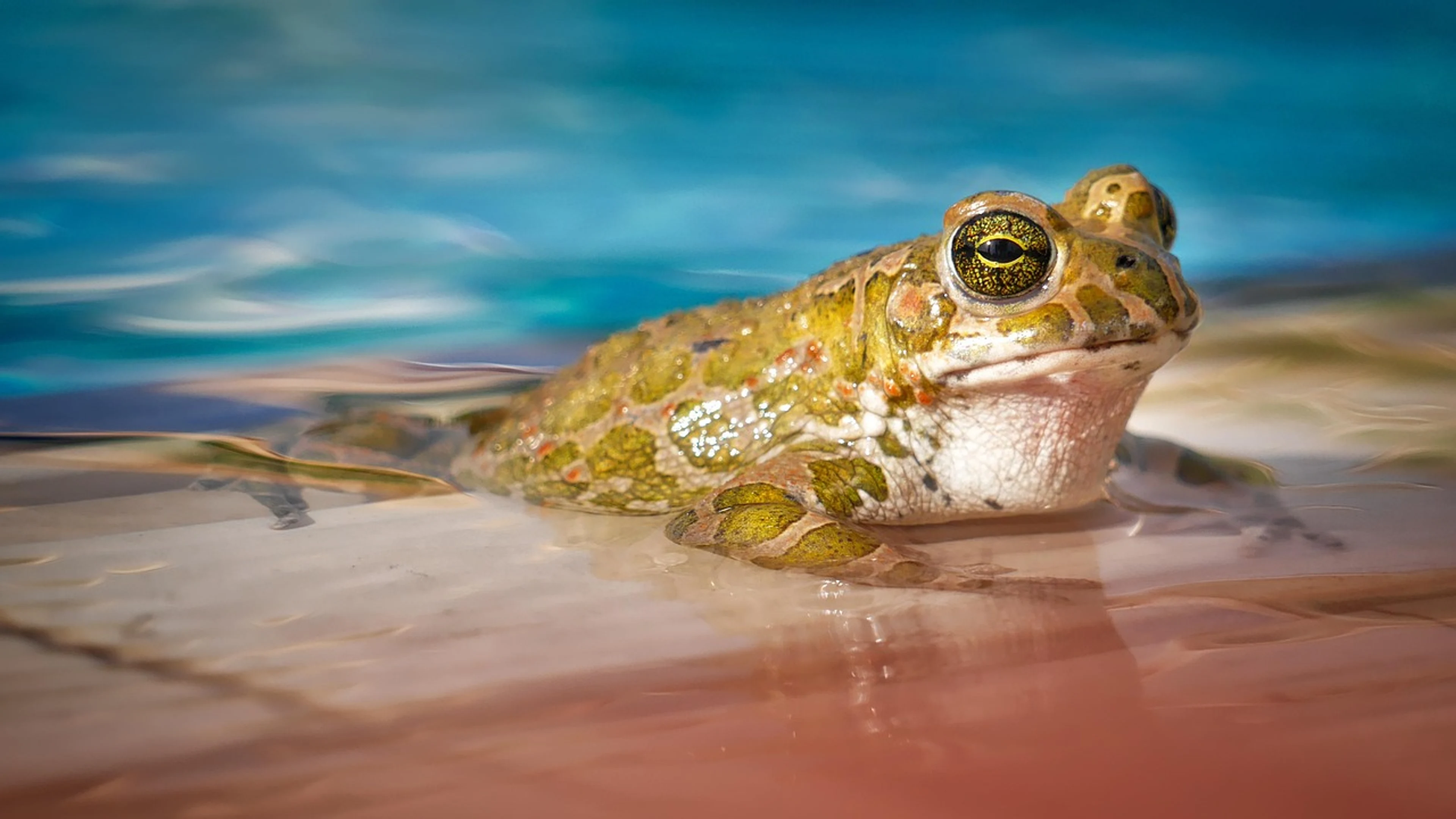 Waters nature frog - free 4K Ultra HD animals wallpaper for desktop