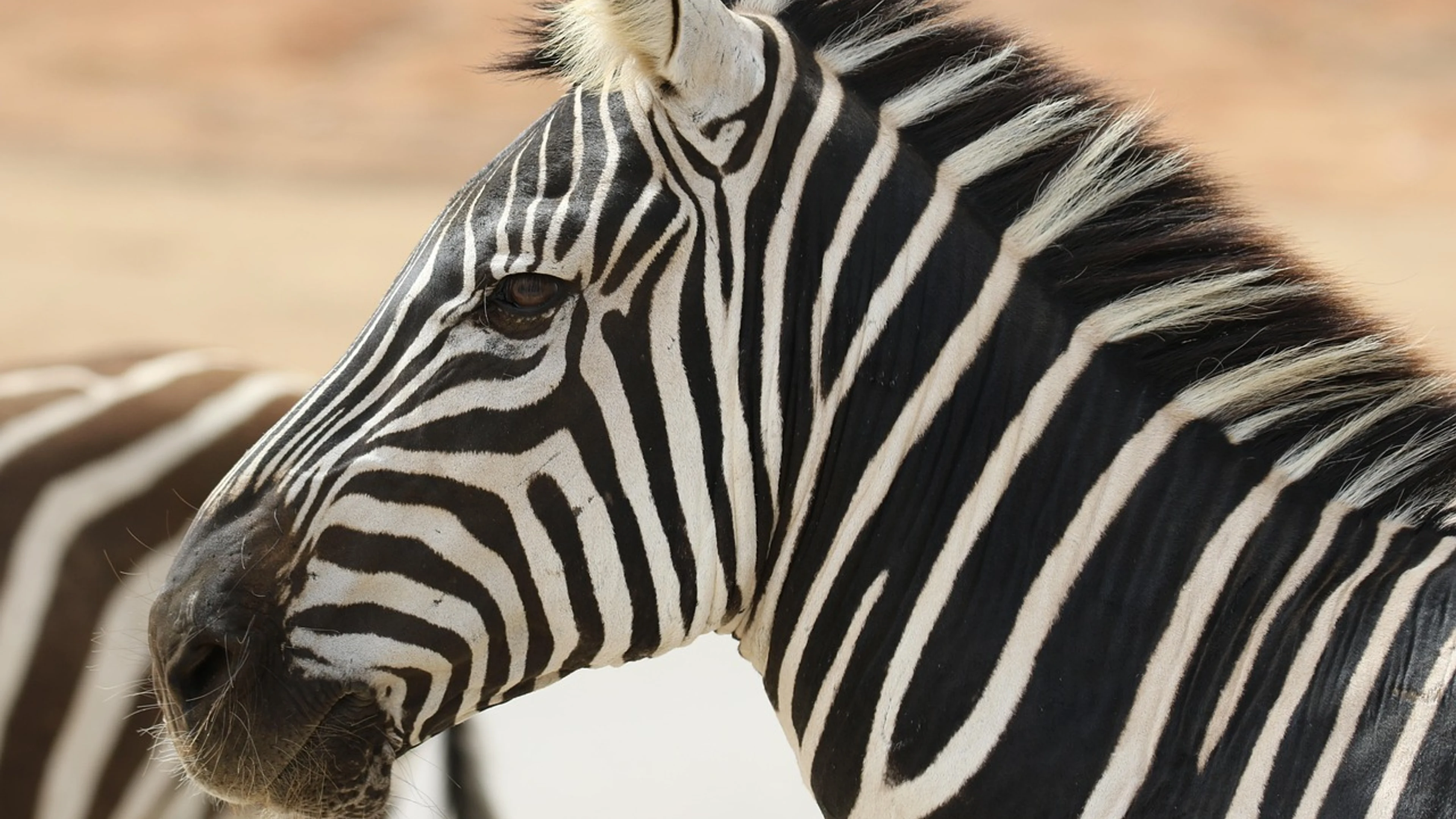Zebra stripes wildlife - free 4K Ultra HD animals wallpaper for desktop