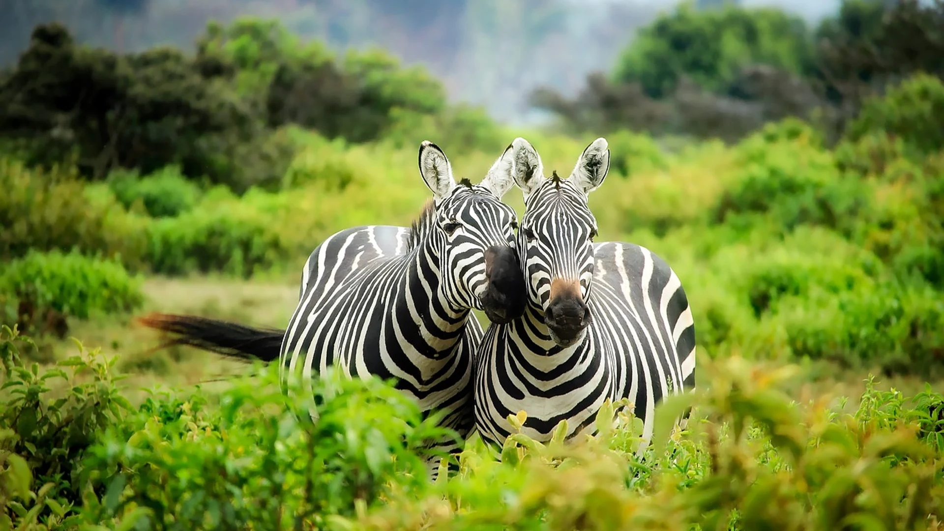 Zebras pair couple - free hd animals wallpaper for desktop