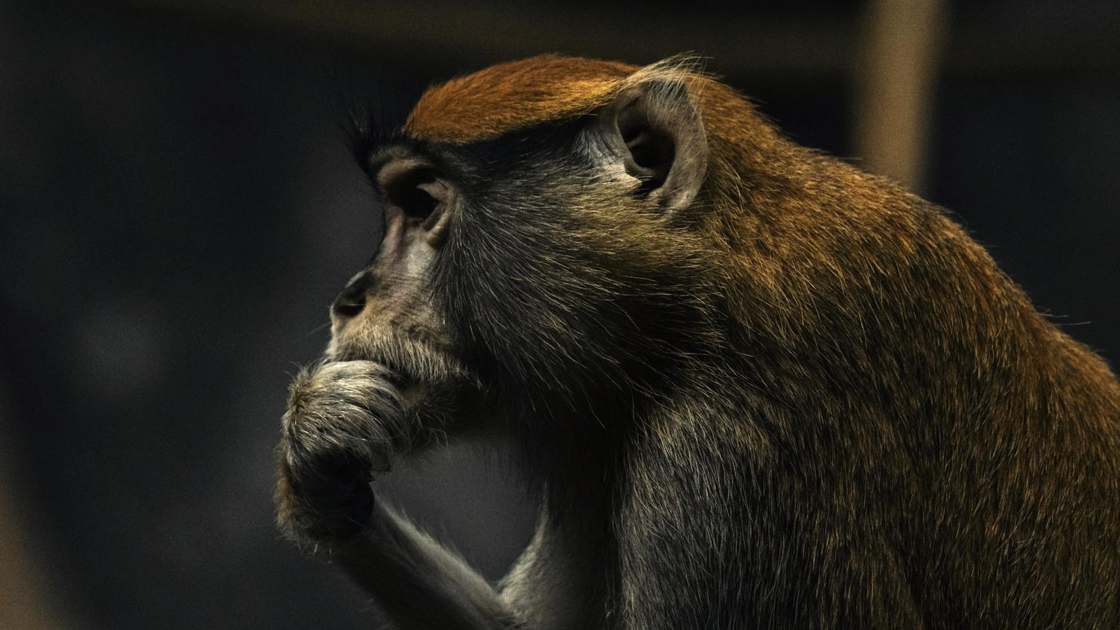 A deep-thinking monkey profile captured in a dimly lit setting, emphasizing its - free 4K Ultra HD anime wallpaper for desktop