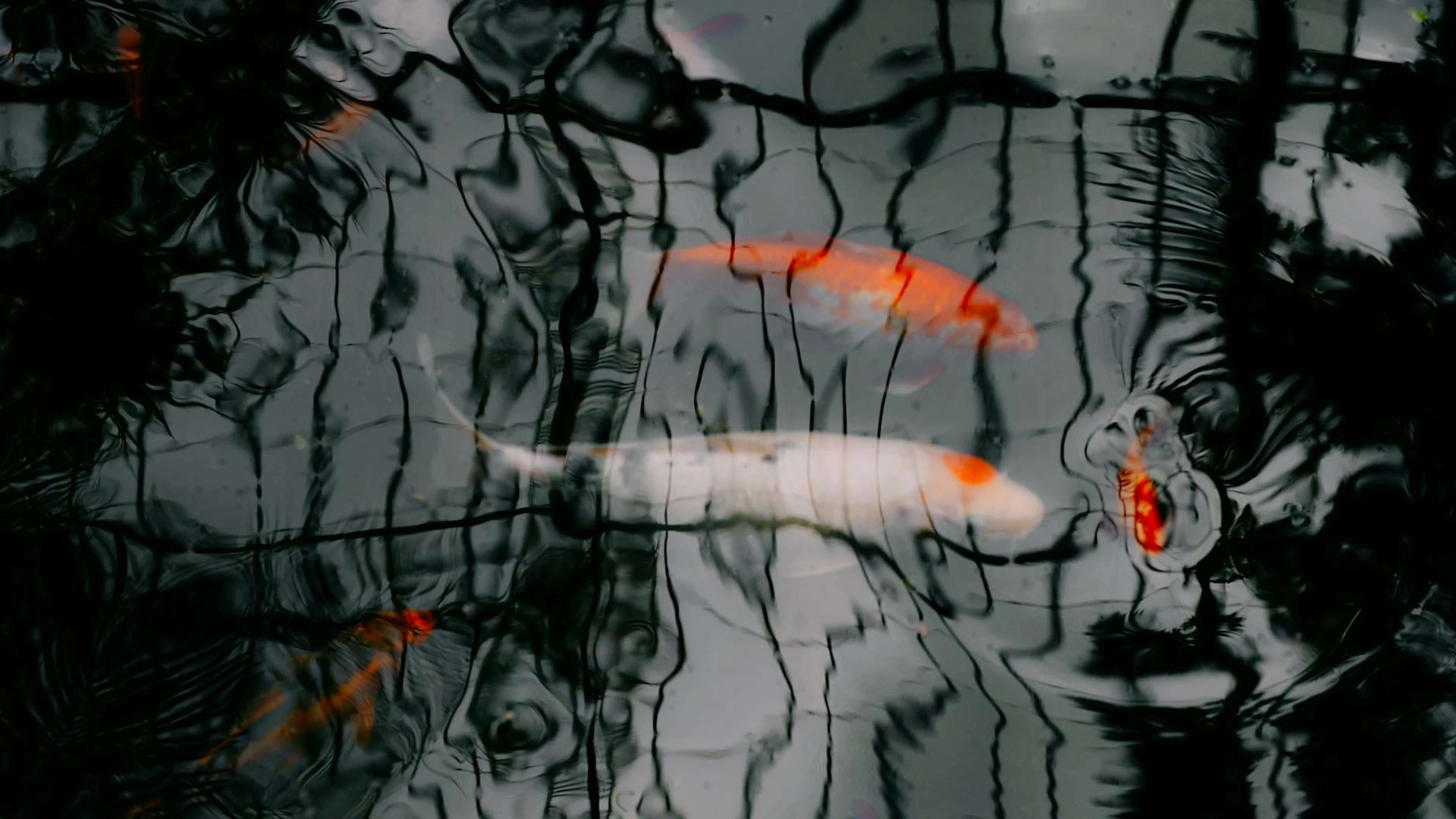 Artistic depiction of koi fish swimming beneath dark, reflective water. - free 4K Ultra HD anime wallpaper for desktop