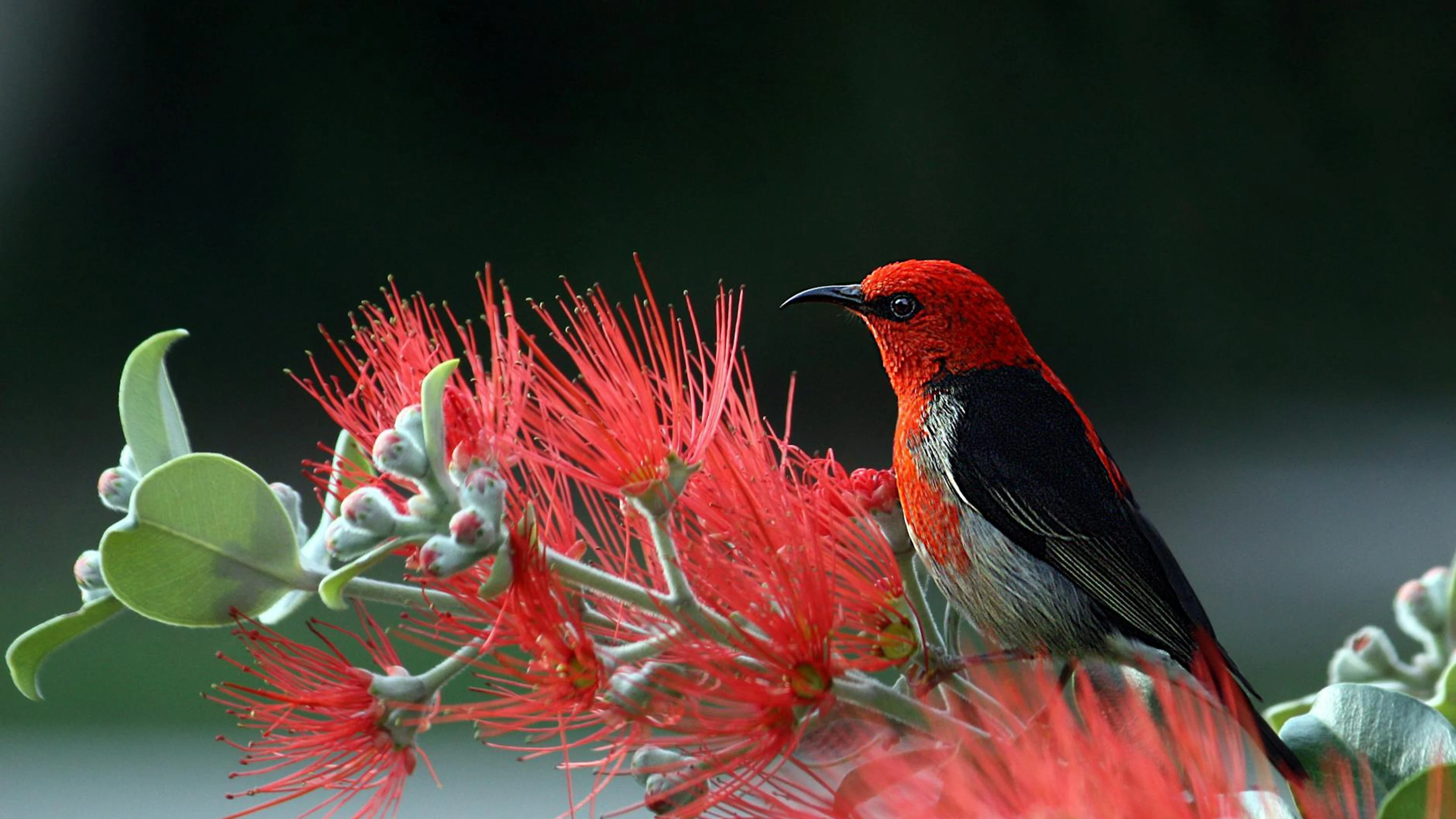 Close-up of a Scarlet Honeyeater perched on vibrant red flowers, showcasing natu - free 4K Ultra HD anime wallpaper for desktop