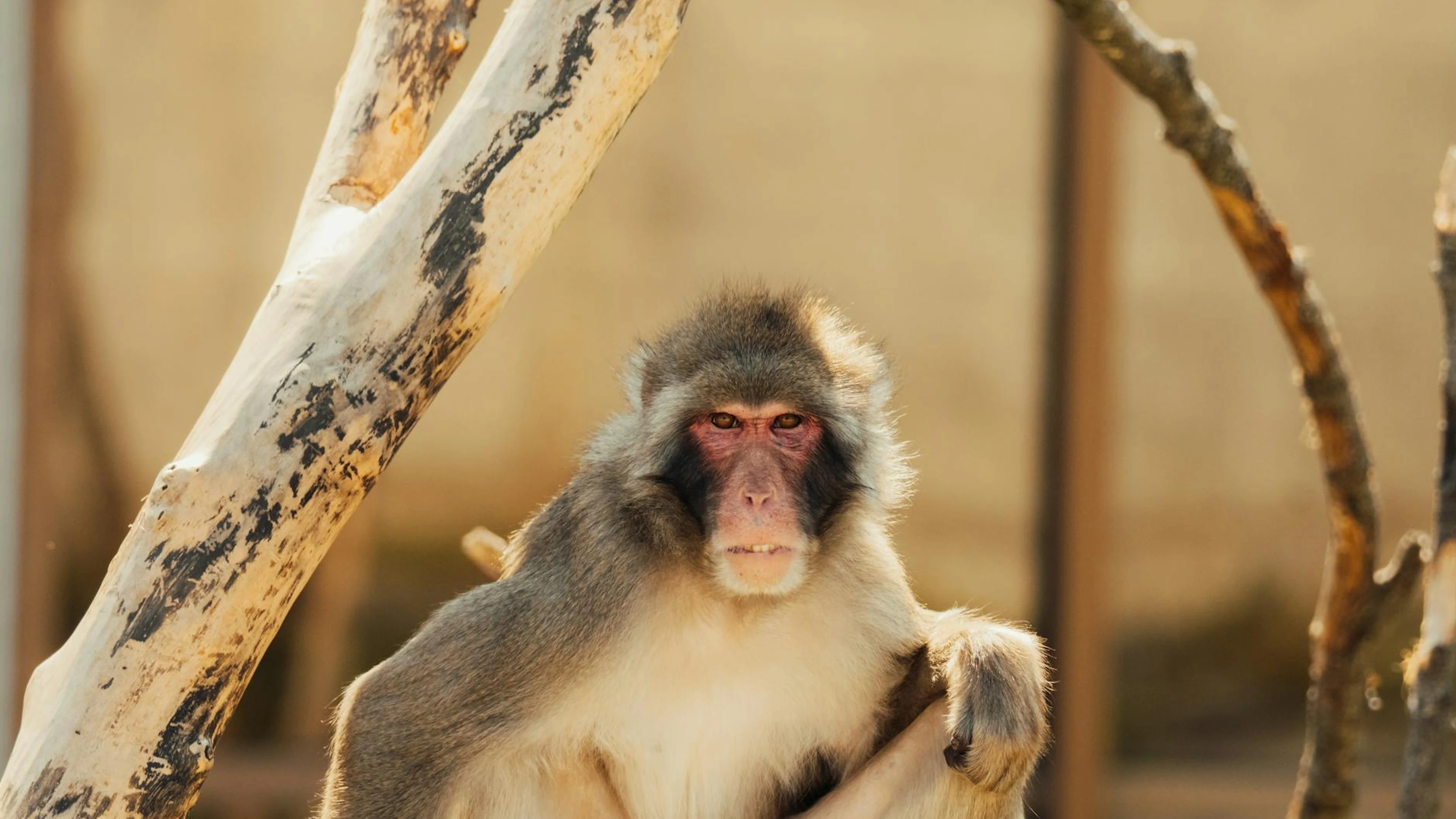 Vibrant portrait of a Japanese macaque sitting among trees, perfect for wildlife - free 4K Ultra HD anime wallpaper for desktop