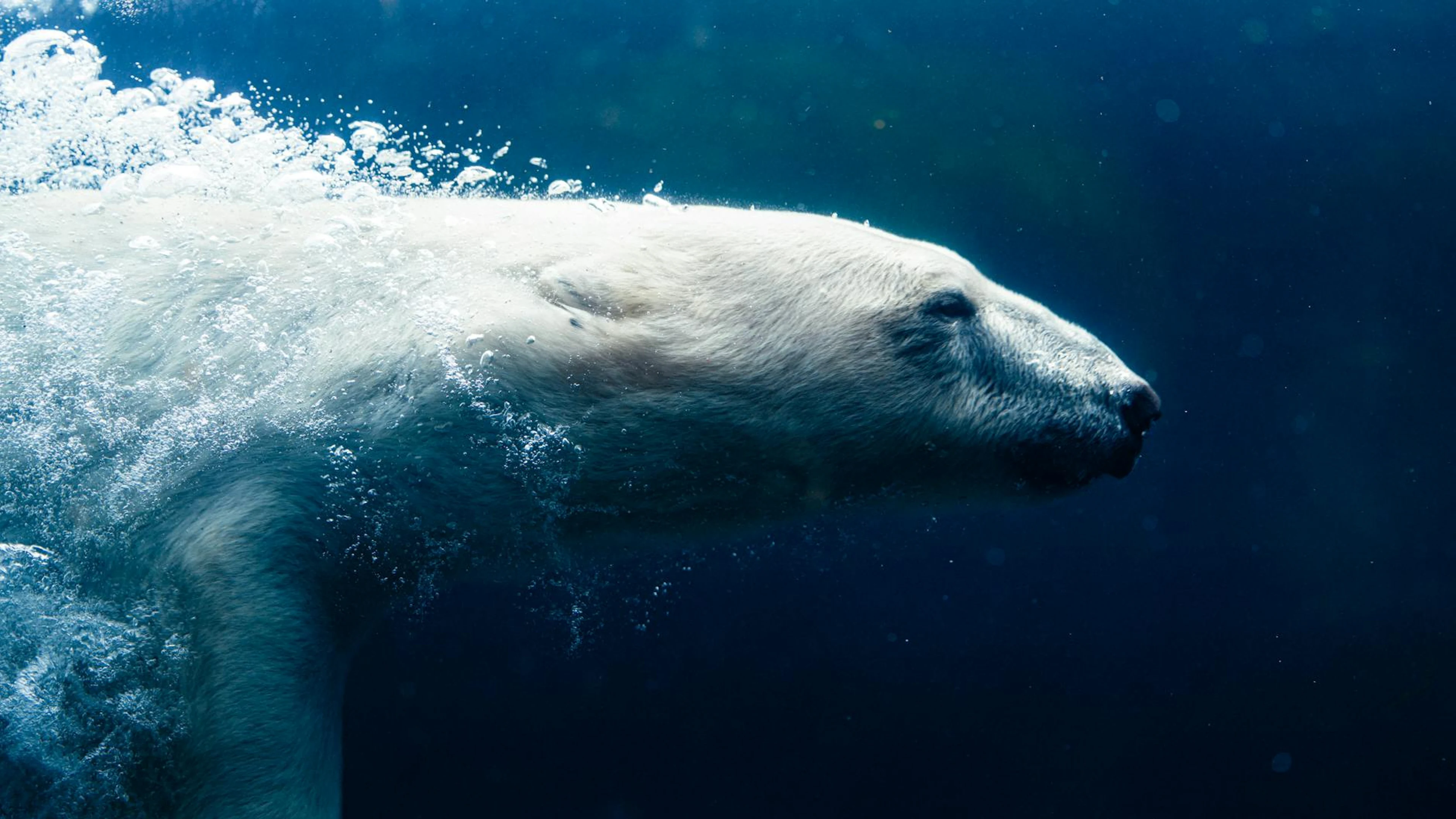 Captivating image of a polar bear gracefully swimming underwater, showcasing mar - free 4K Ultra HD aurora wallpaper for desktop