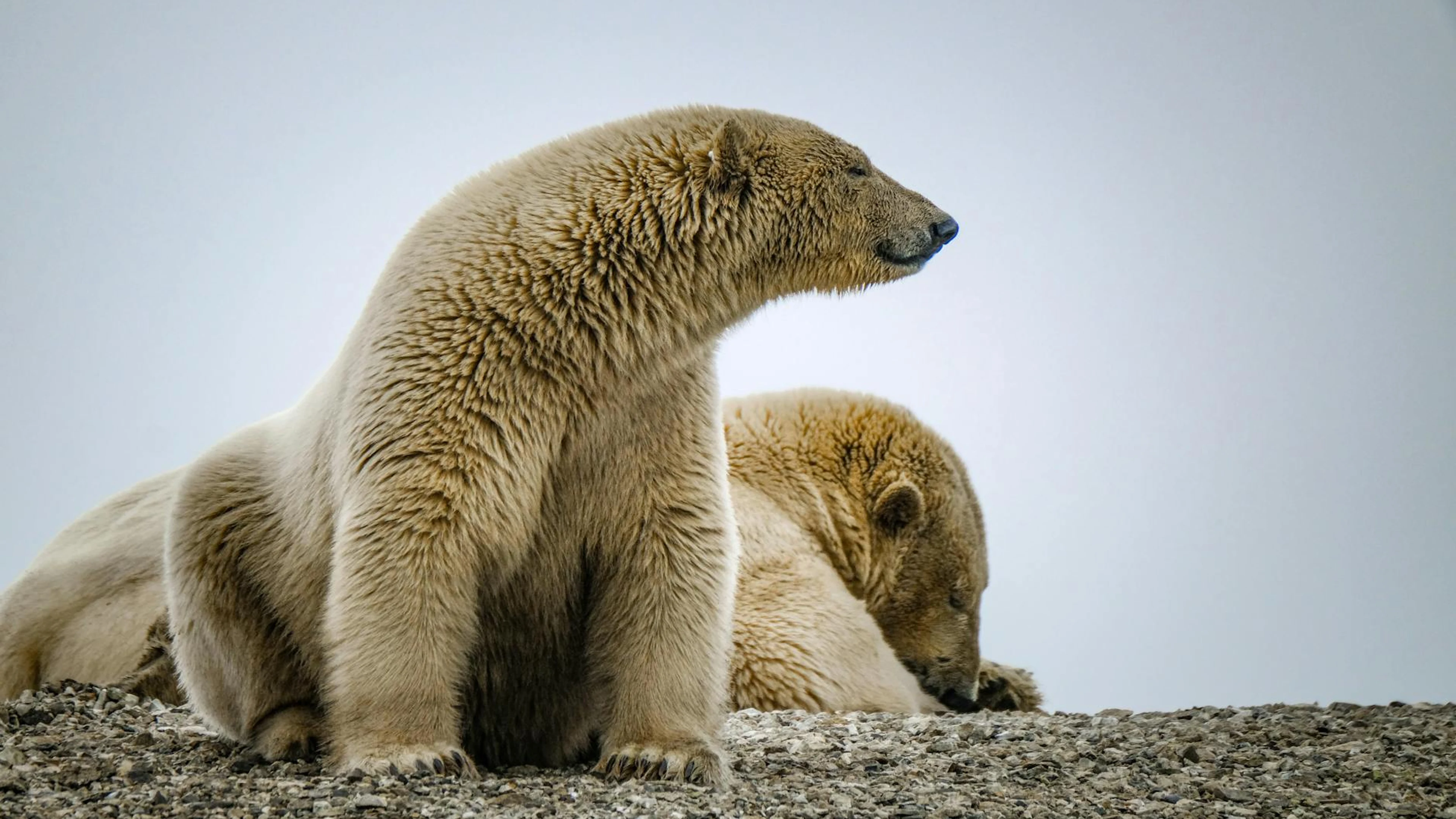 Close-up of two polar bears resting on rocky ground, showcasing their majestic n - free 4K Ultra HD aurora wallpaper for desktop