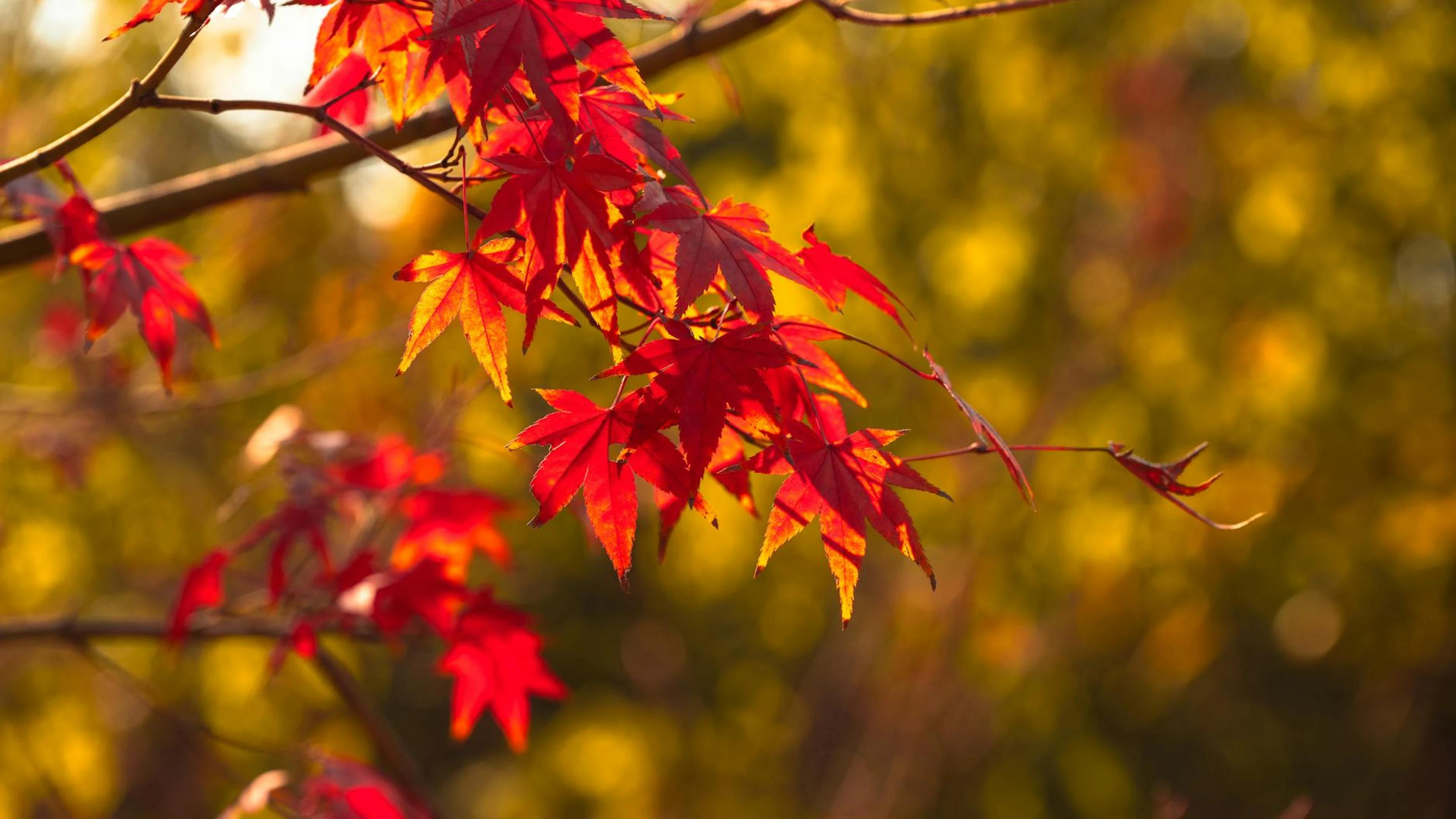 A close-up of bright red maple leaves against a golden autumn backdrop. - free 4K Ultra HD autumn wallpaper for desktop