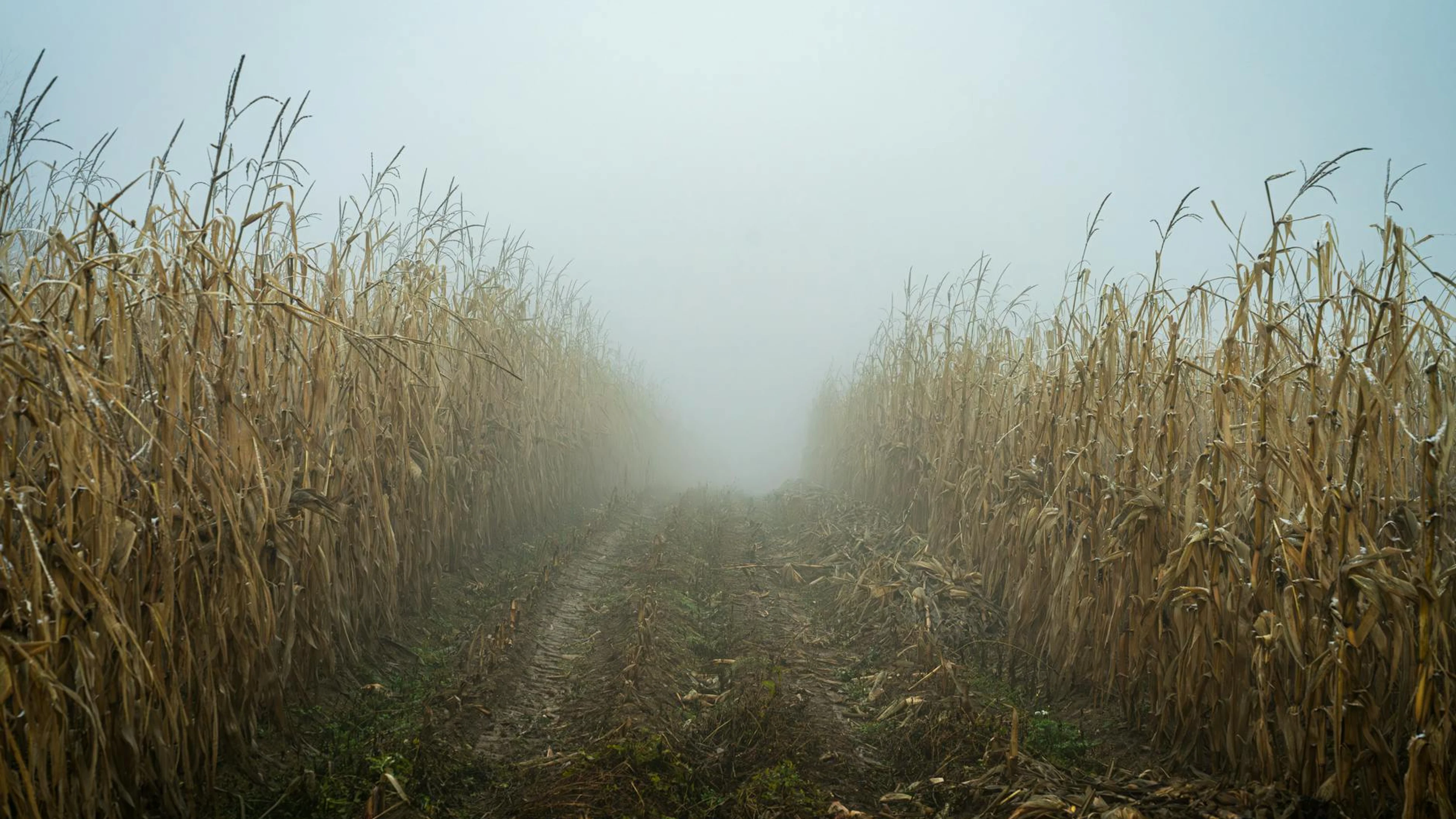 A misty autumn morning in a cornfield, featuring a path disappearing into the fo - free 4K Ultra HD autumn wallpaper for desktop