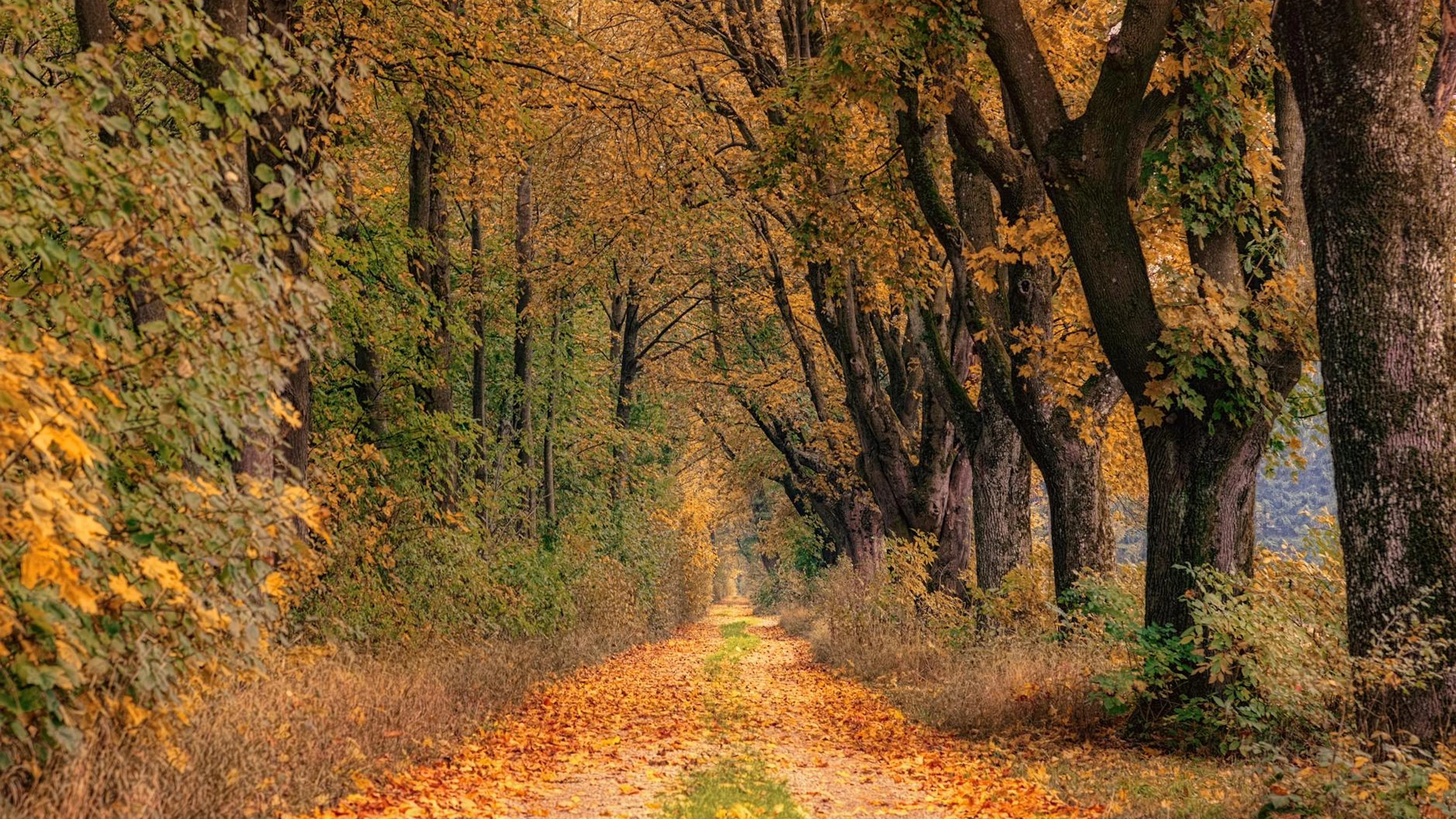 A picturesque woodland path lined with vibrant autumn trees displaying golden fo - free 4K Ultra HD autumn wallpaper for desktop