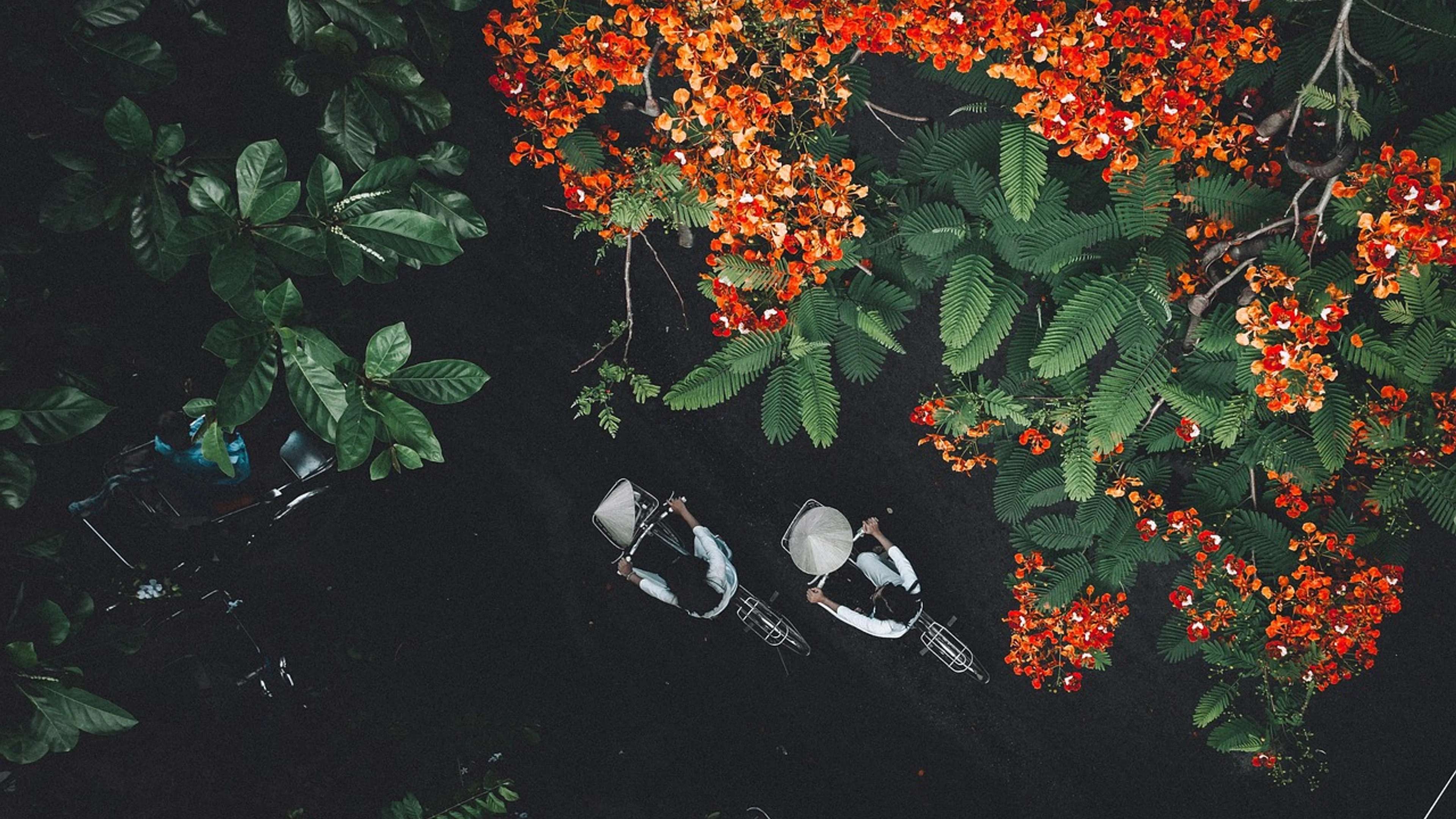 Aerial view trees flower background - free 4K Ultra HD city wallpaper for desktop