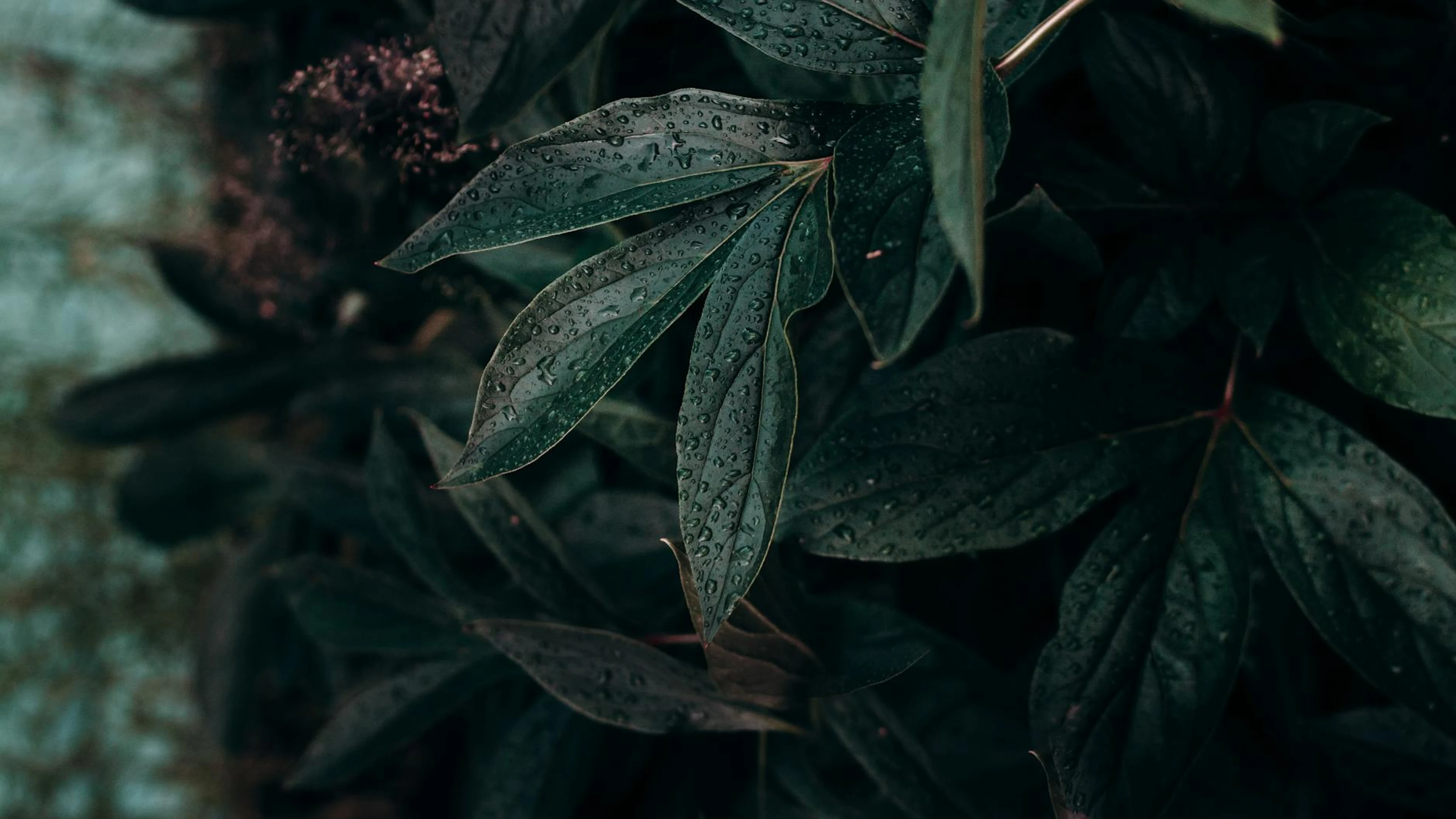 A detailed close-up of lush, green leaves adorned with dewdrops, evoking a moody - free 4K Ultra HD dark wallpaper for desktop