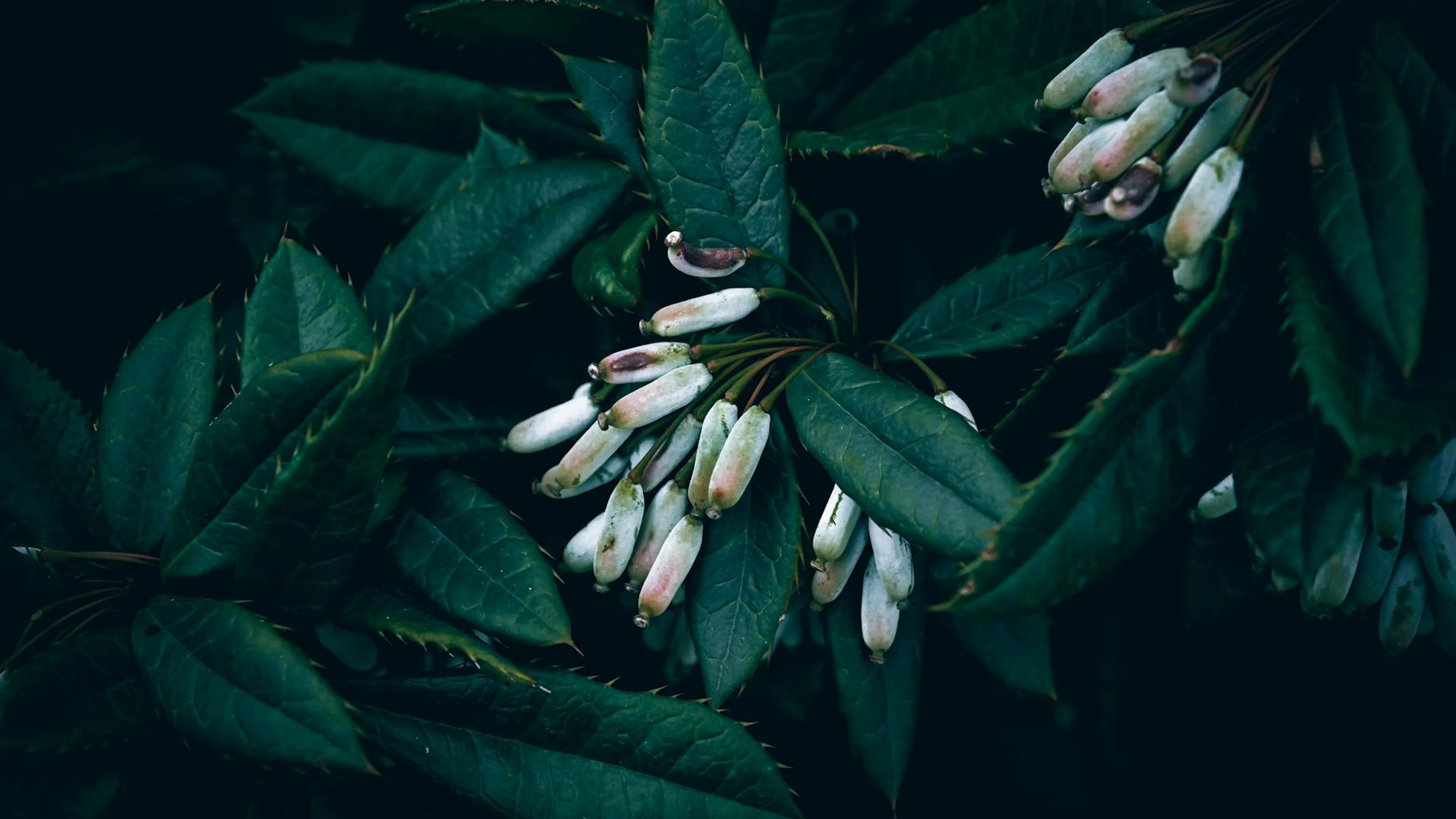 A detailed, moody close-up of dark green leaves with delicate white buds, evokin - free 4K Ultra HD dark wallpaper for desktop