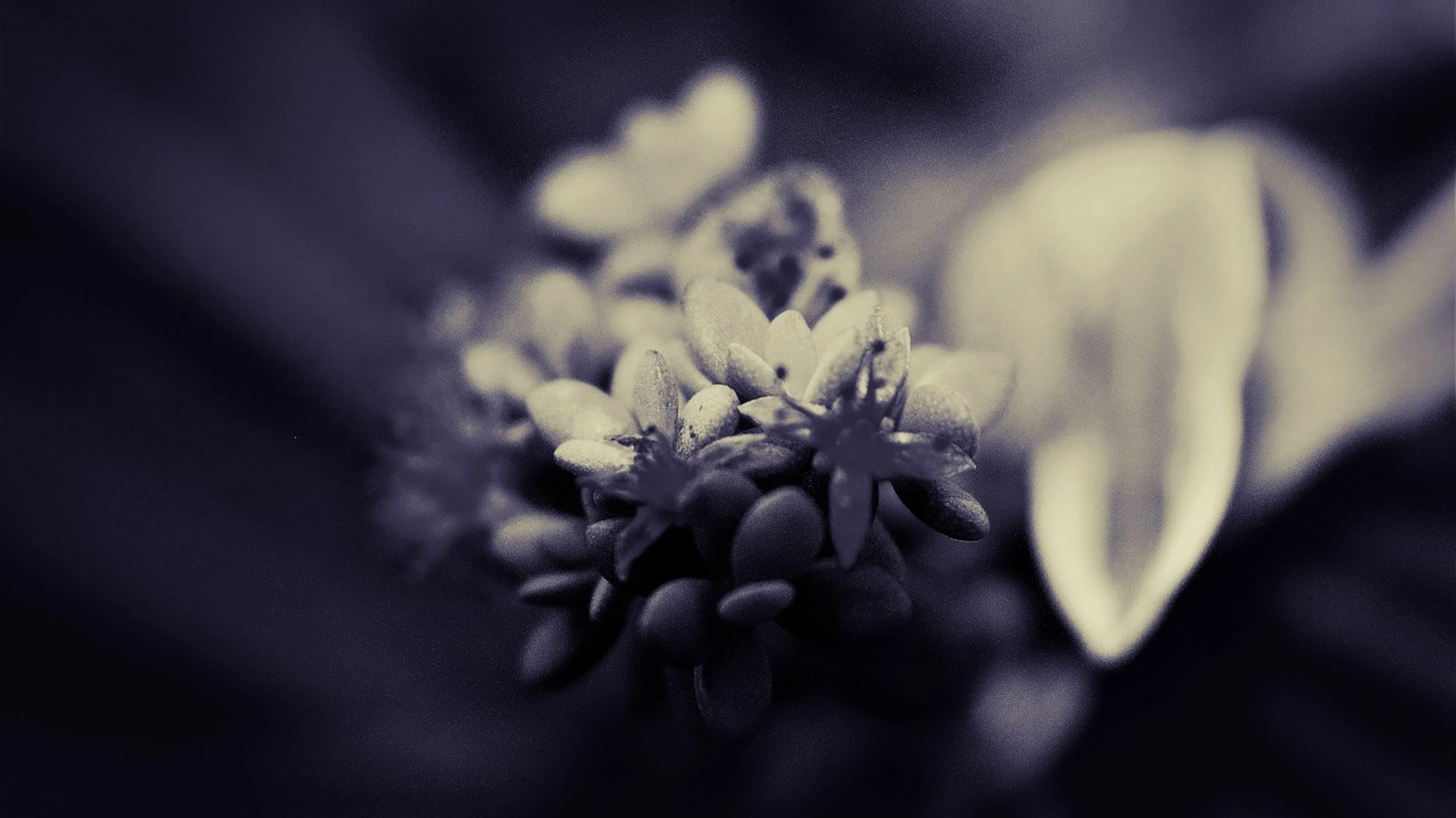 Abstract monochrome flower - free 4K Ultra HD dark wallpaper for desktop