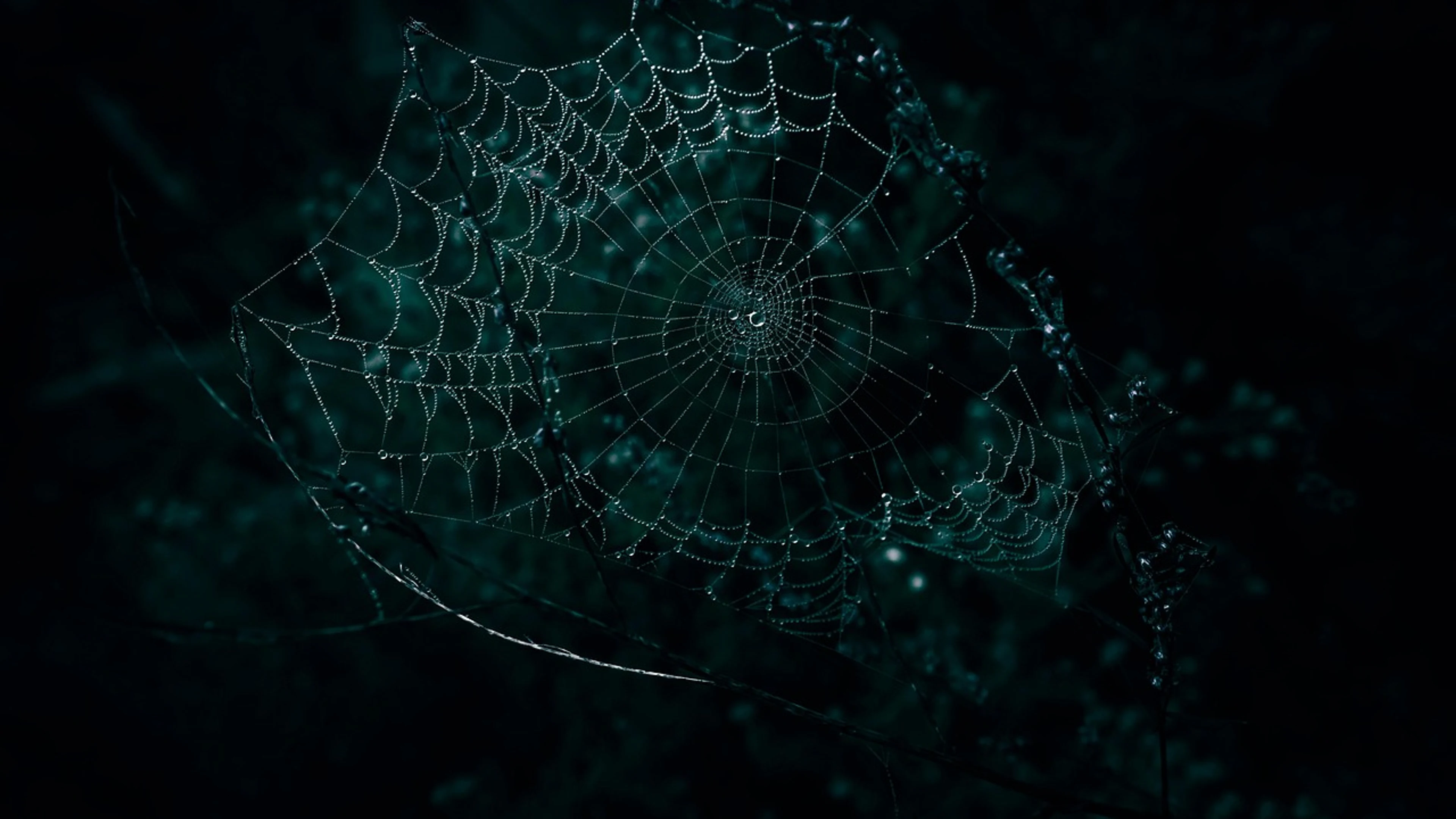 After the rain dark dark background - free 4K Ultra HD dark wallpaper for desktop