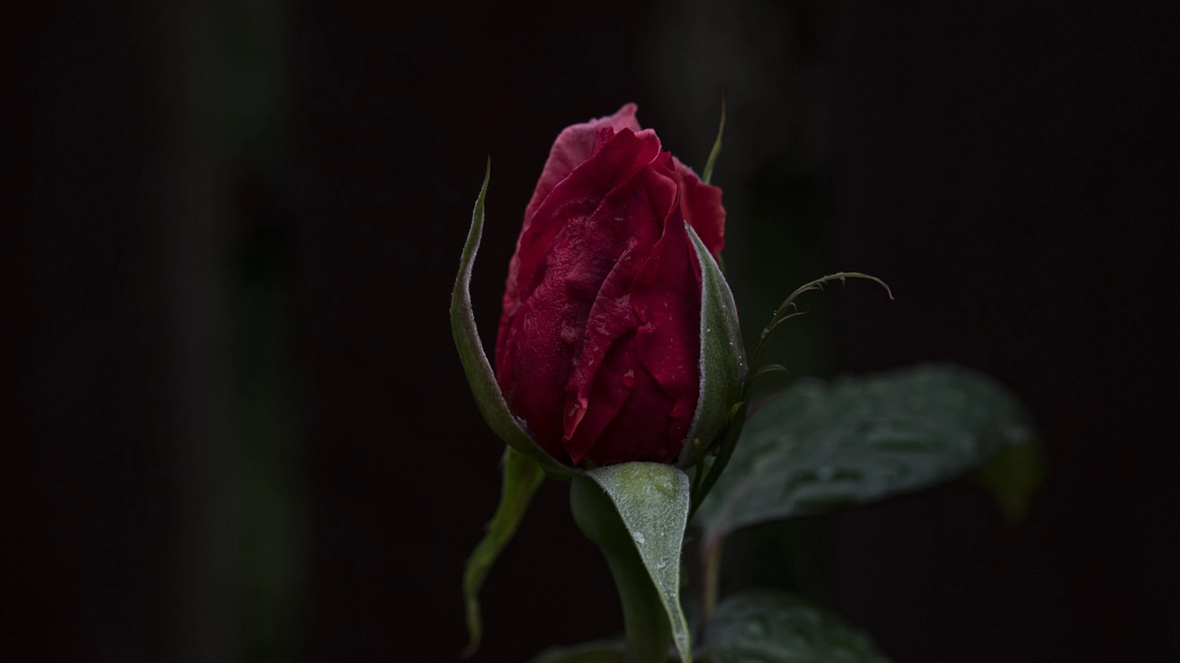 Bloom flower background blossom - free 4K Ultra HD dark wallpaper for desktop