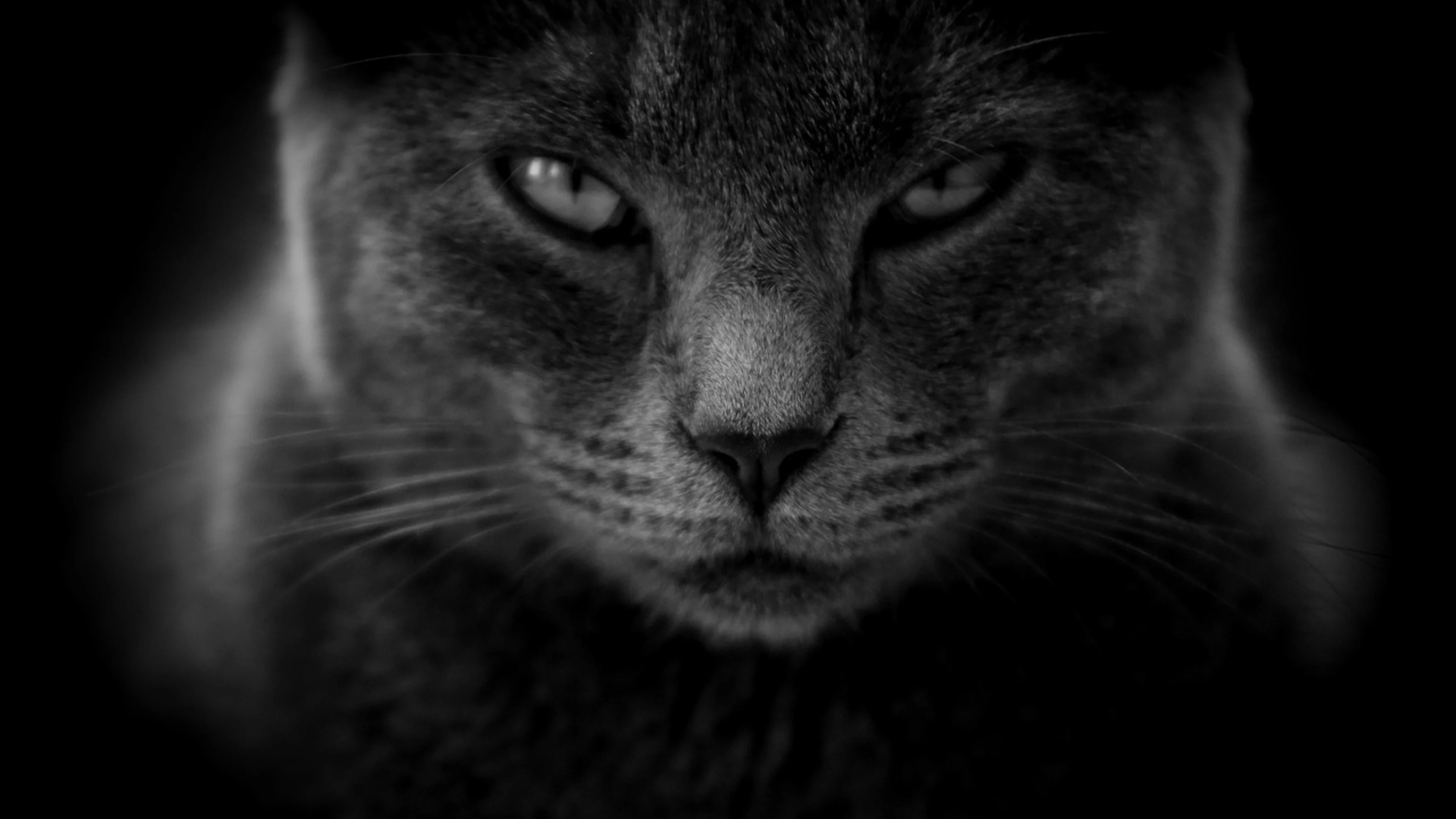 Cat moody angry - free 4K Ultra HD dark wallpaper for desktop