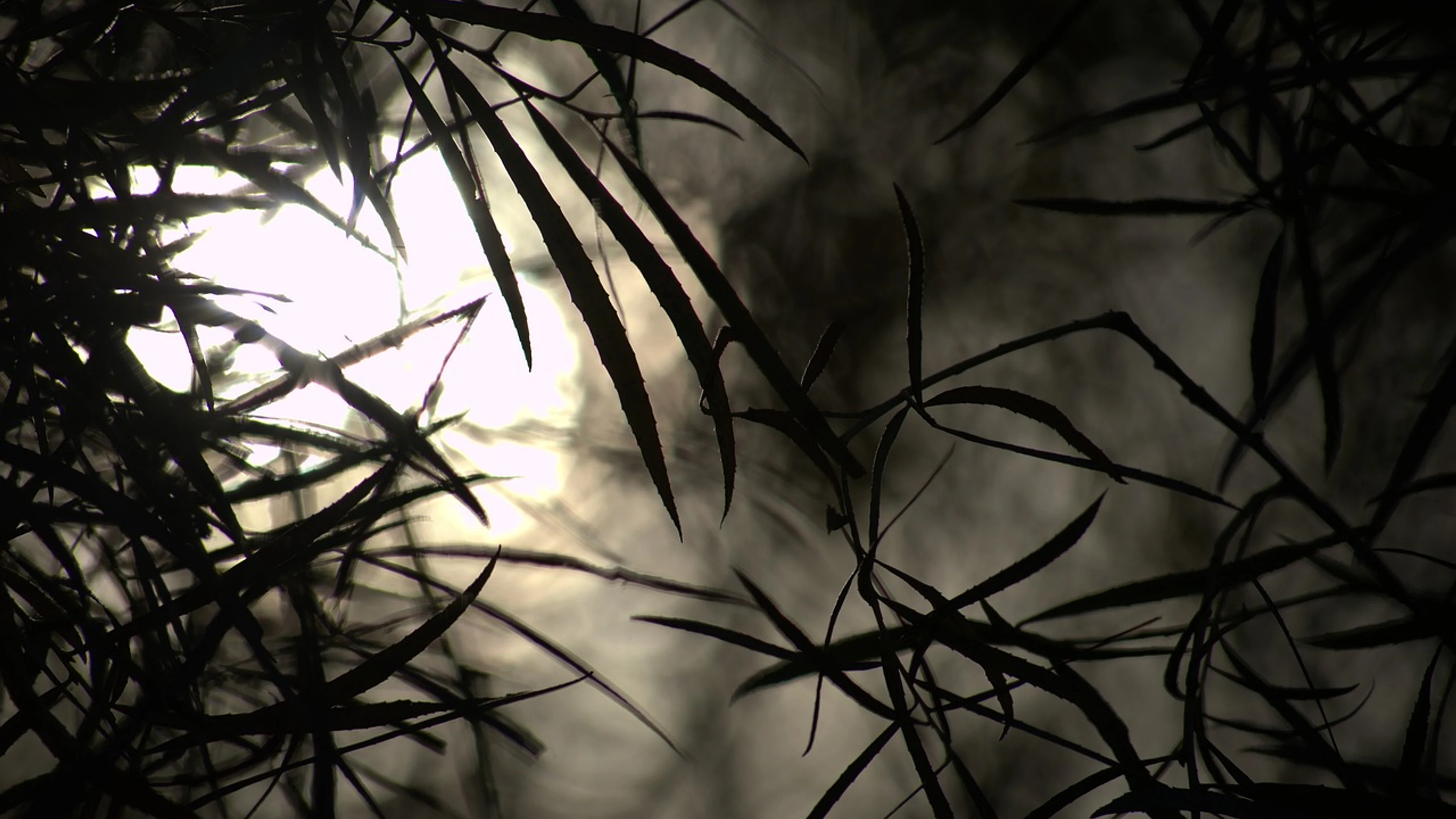 Dark scary branch - free 4K Ultra HD dark wallpaper for desktop