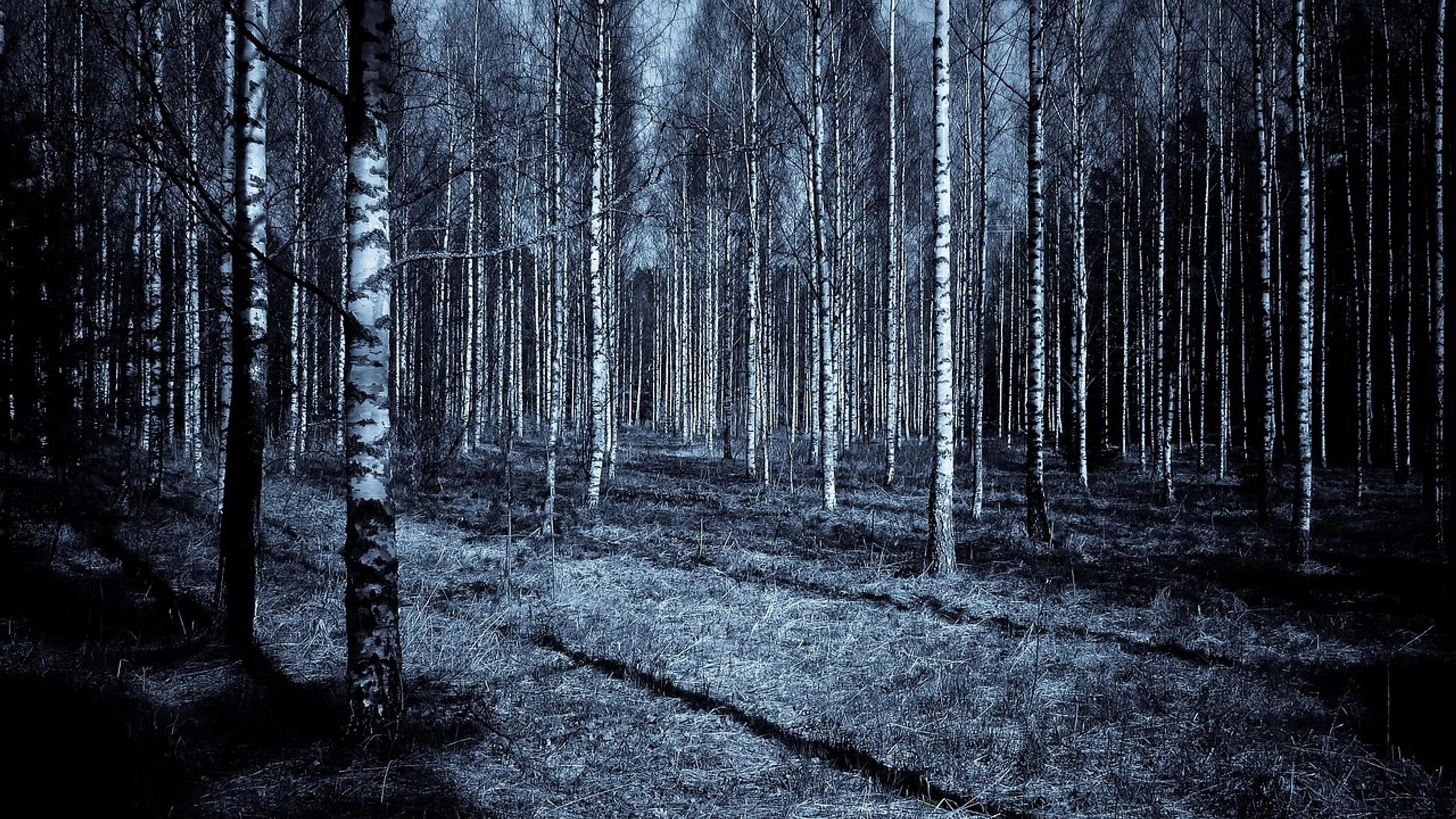 Forest night blue sky - free 4K Ultra HD dark wallpaper for desktop