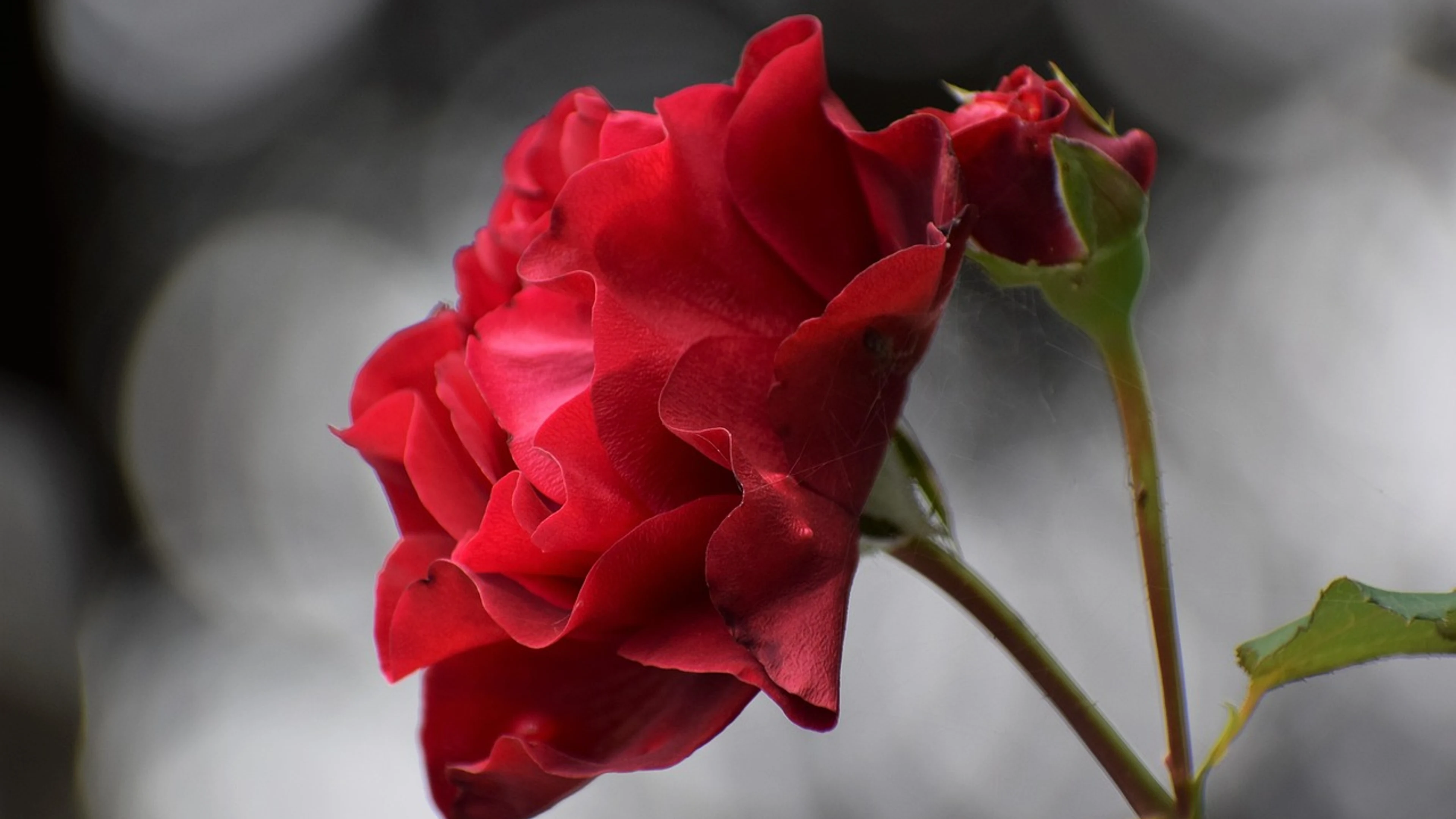 Red rose flower blooming - free 4K Ultra HD dark wallpaper for desktop