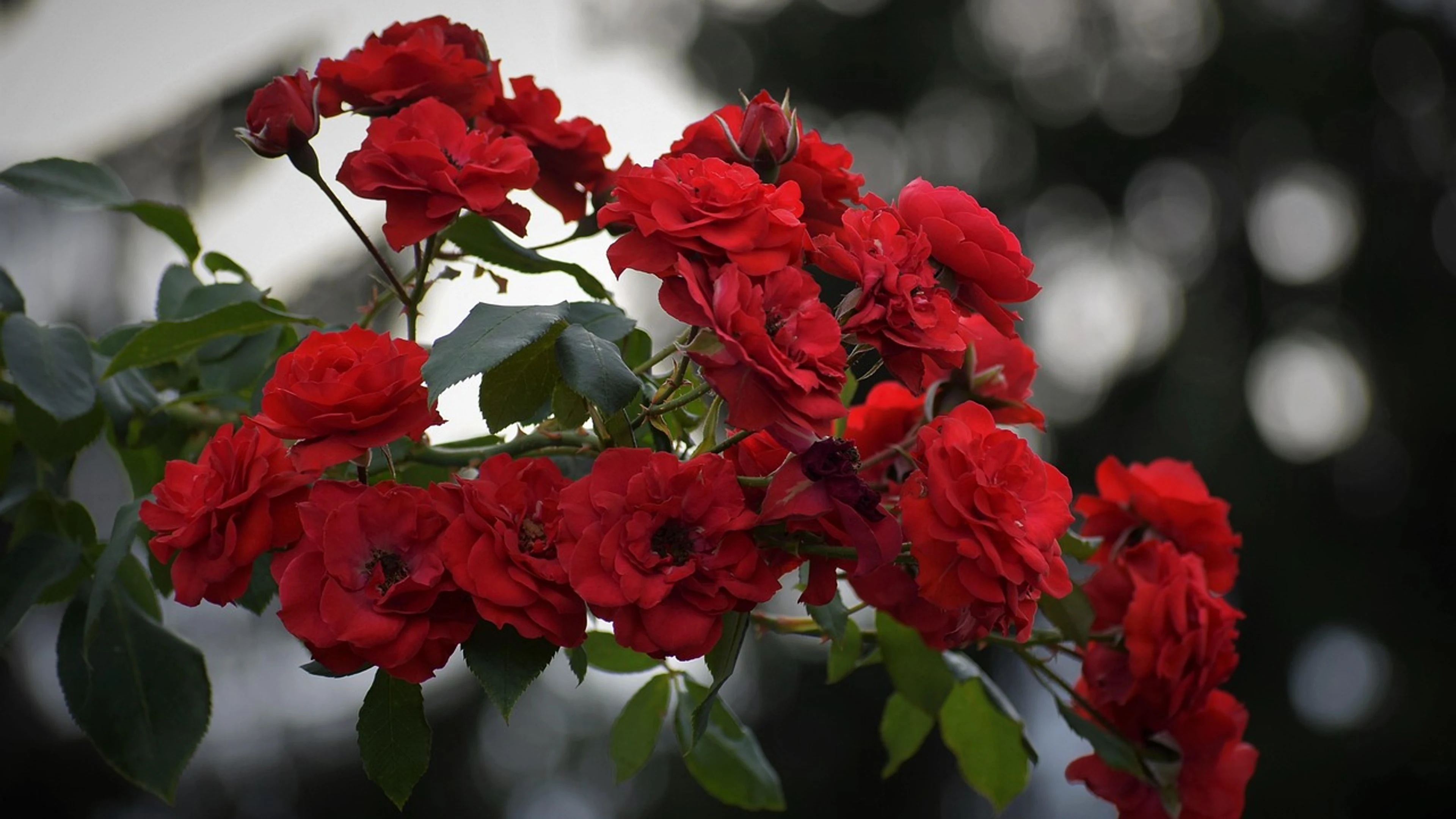 Red roses blooming dark gothic mood - free 4K Ultra HD dark wallpaper for desktop