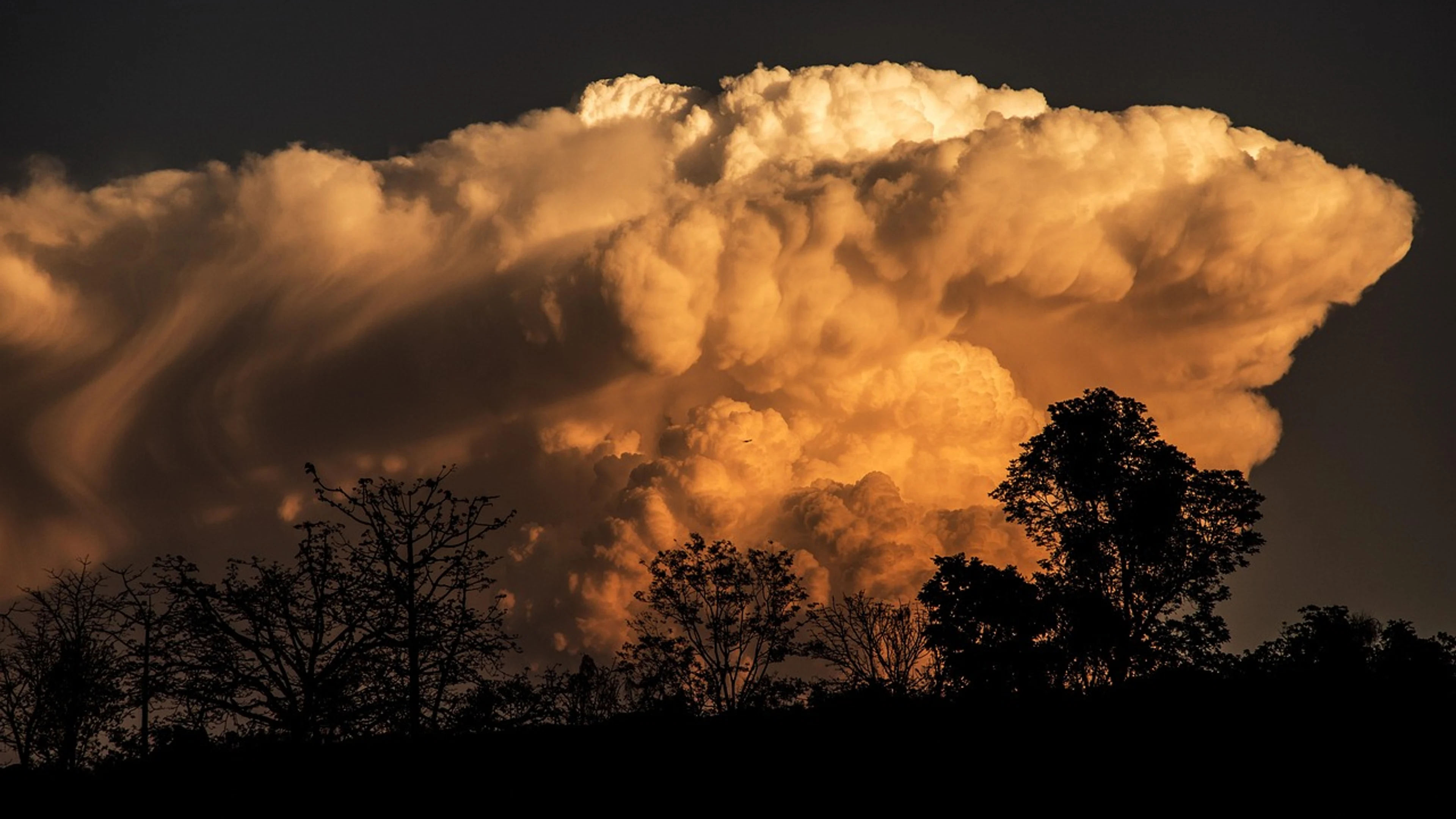 Sky trees night - free 4K Ultra HD dark wallpaper for desktop