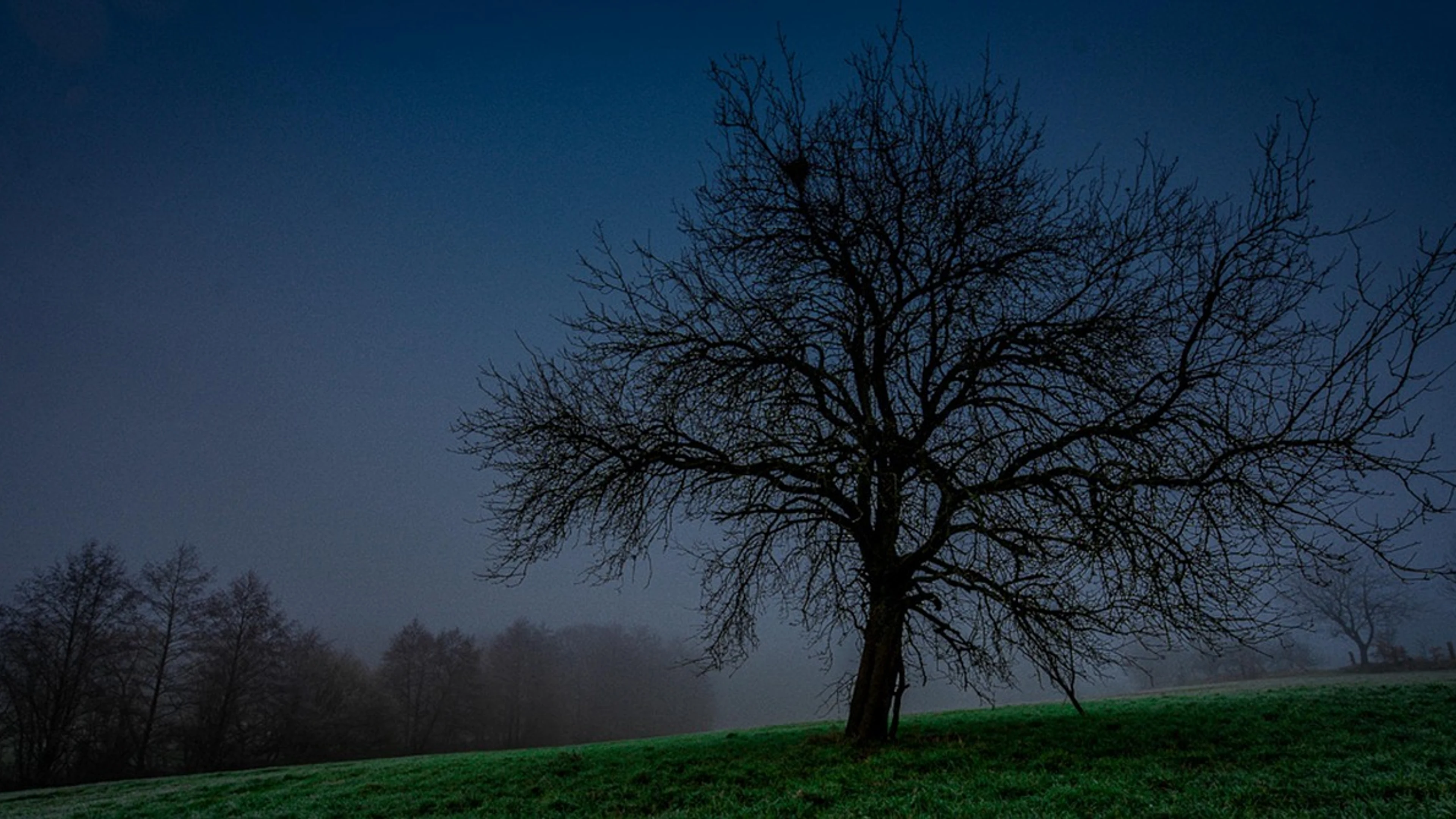 Tree fog forest - free 4K Ultra HD dark wallpaper for desktop